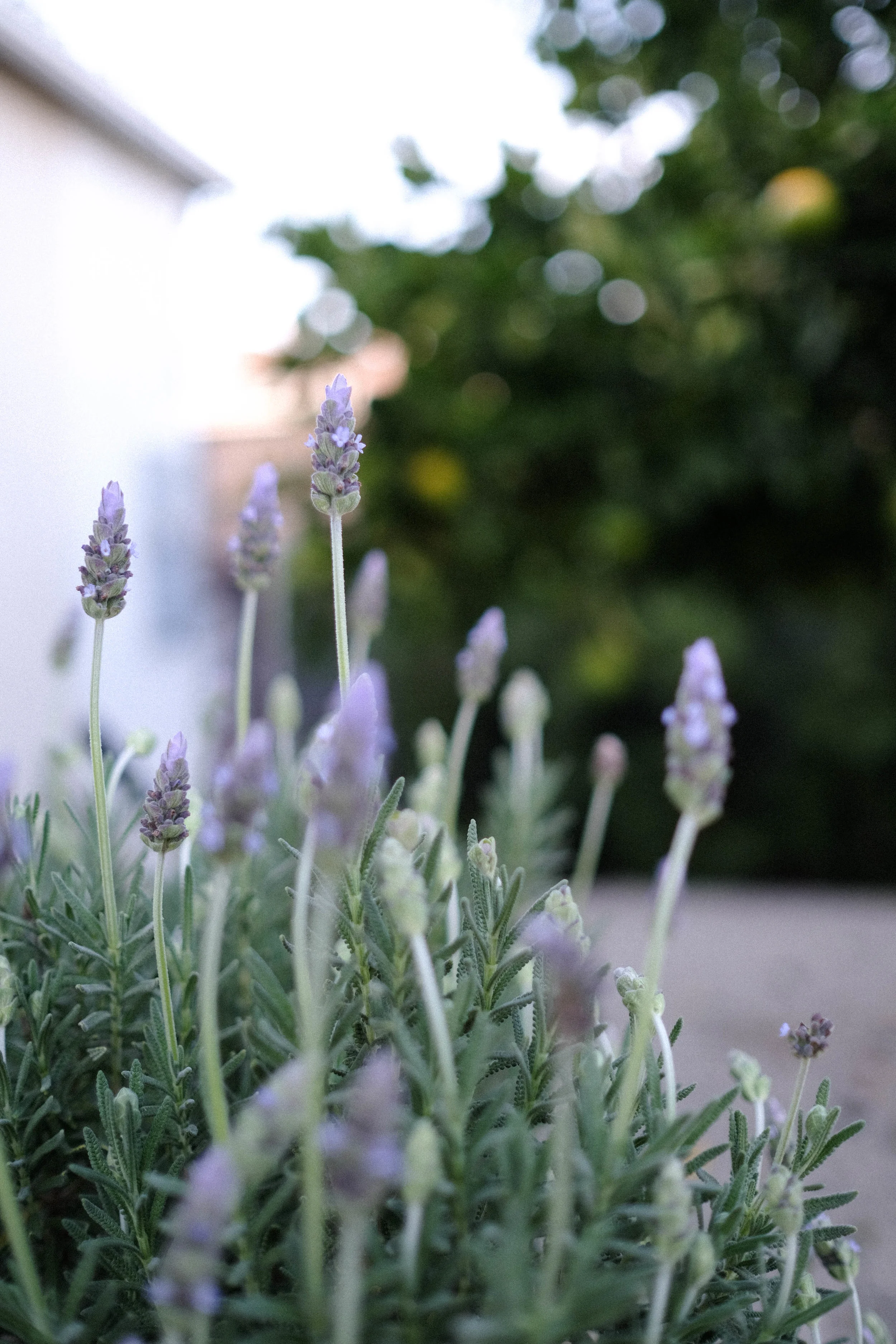 Morning Breaks, Sunlight Wakes Test….Test Test Test