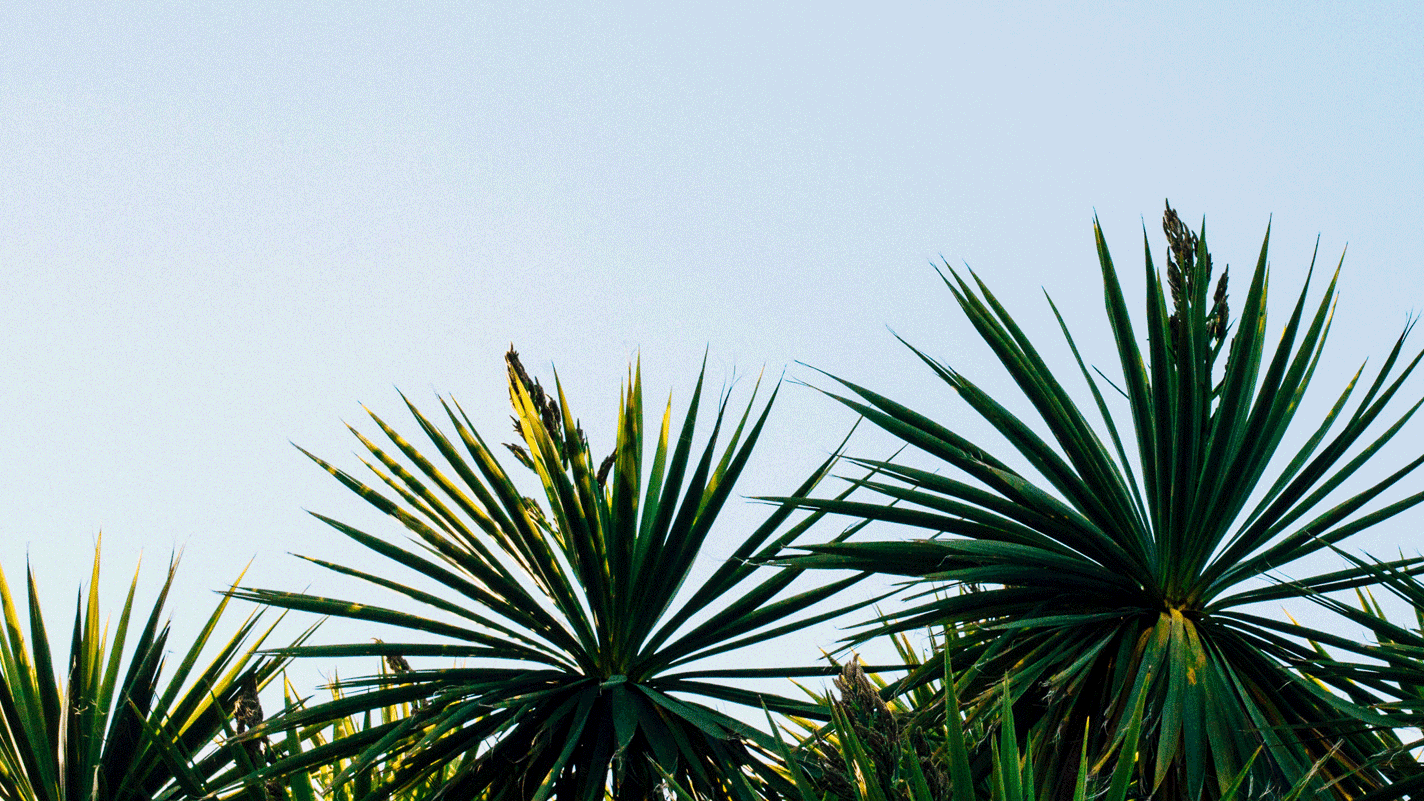 Plant4-e1522264580546 (1).png