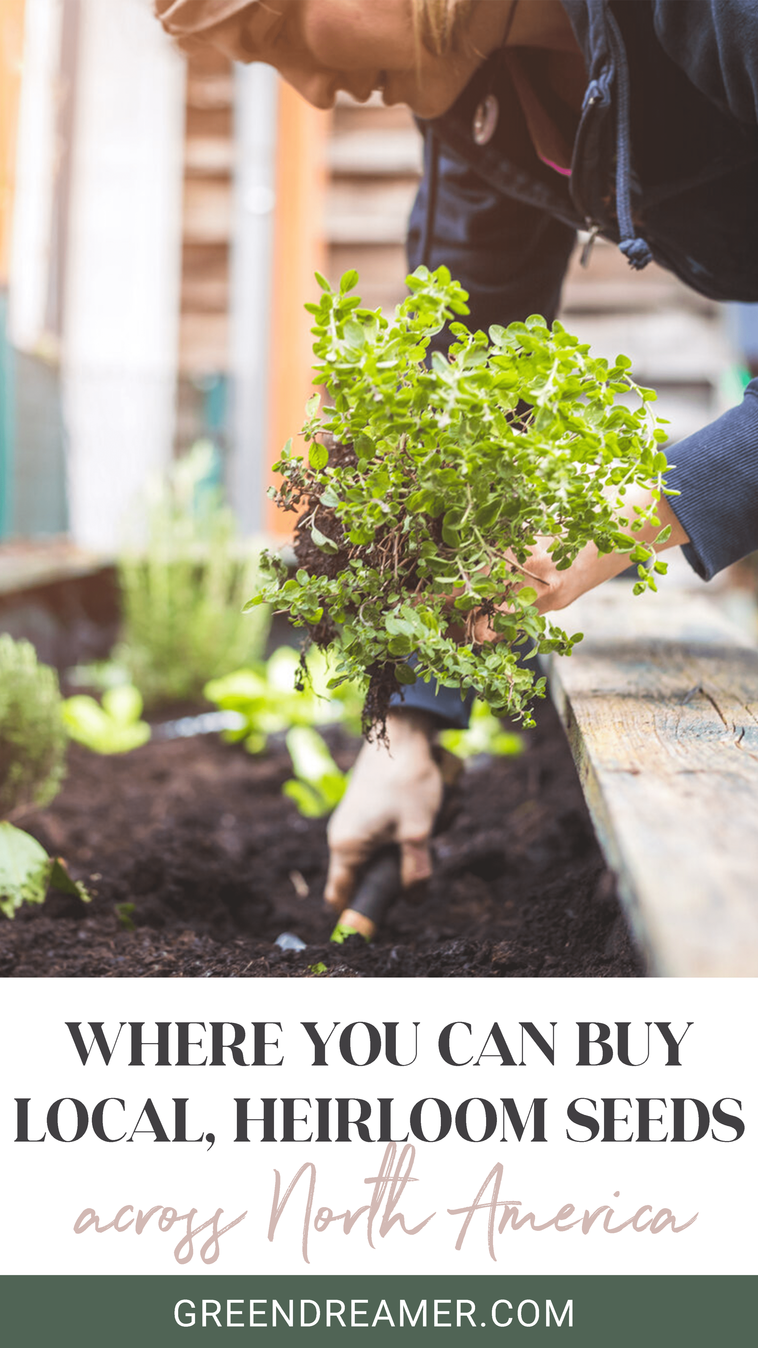 Where You Can Buy Local Organic Heirloom Seeds A Comprehensive Guide To Local Seed Shops Across North America Green Dreamer