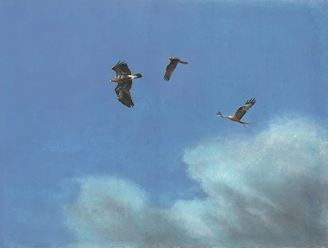 Carl Christian Tofte: Stor skrigeørn, rørhøg og rød glente. 2012