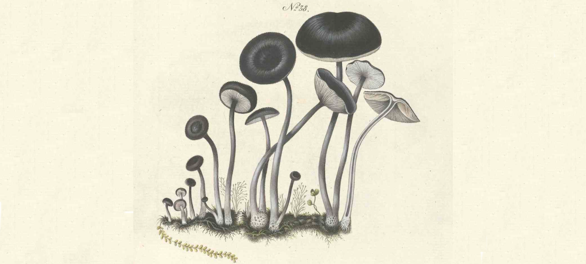 Beata Ruris Otia Fungis Danicis 1_2000x900px.png