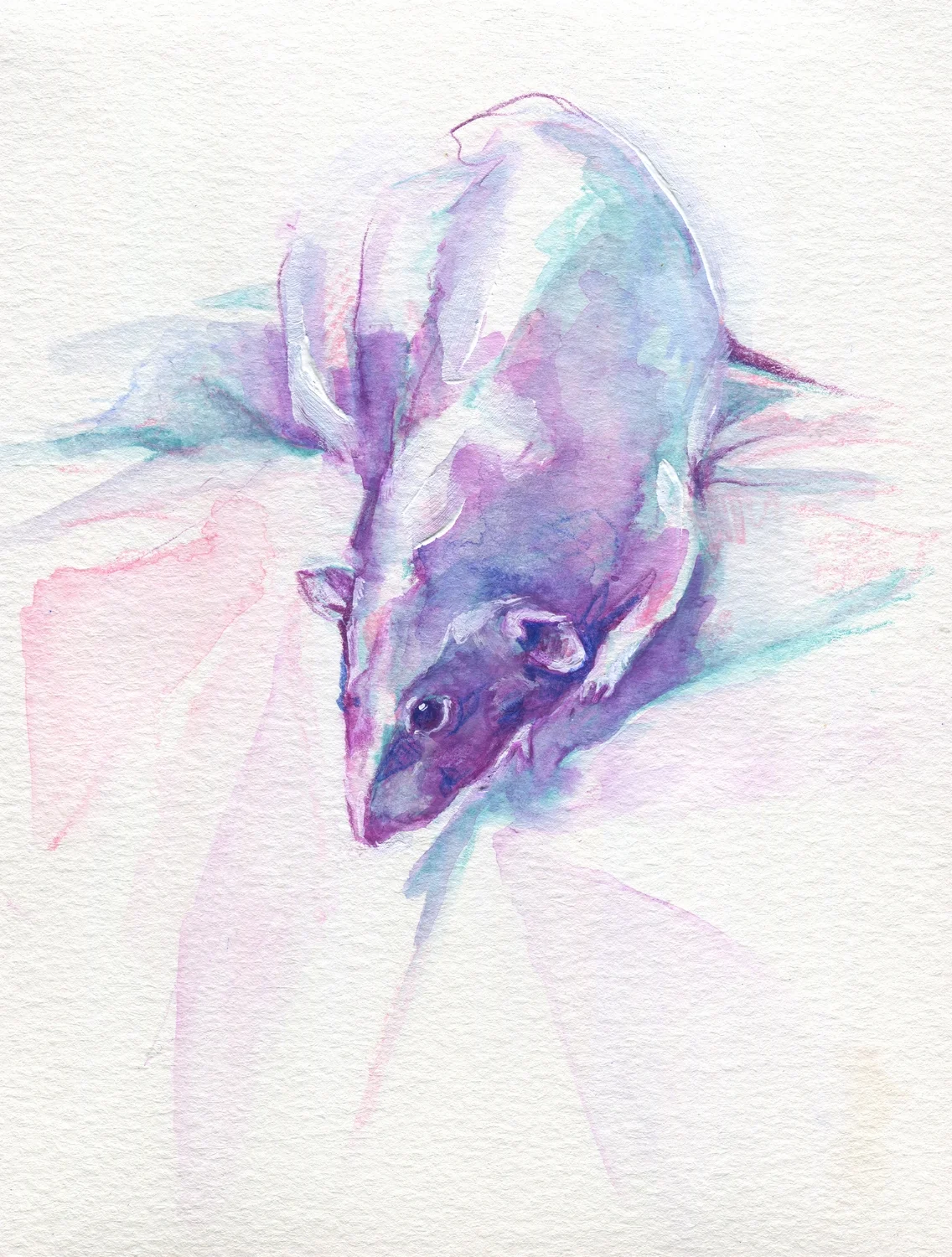 The100RatProject 007/100