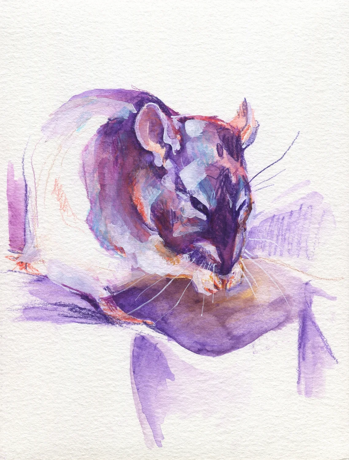 The100RatProject 016/100