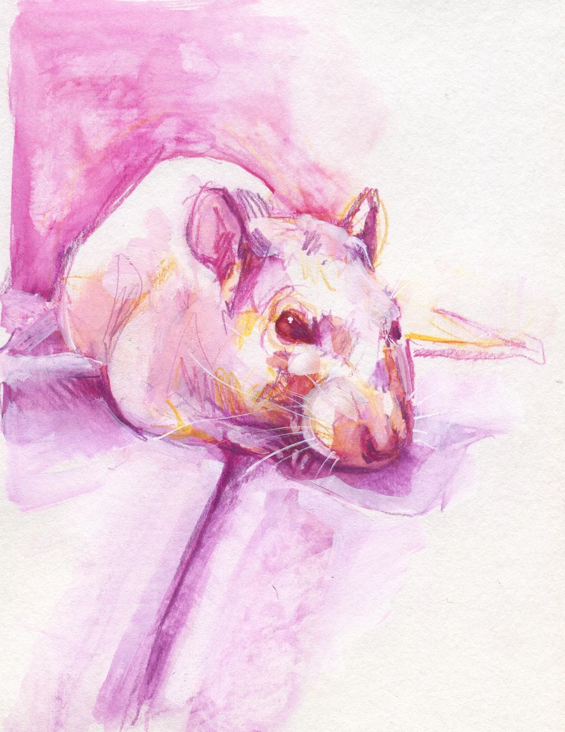 The100RatProject 019/100