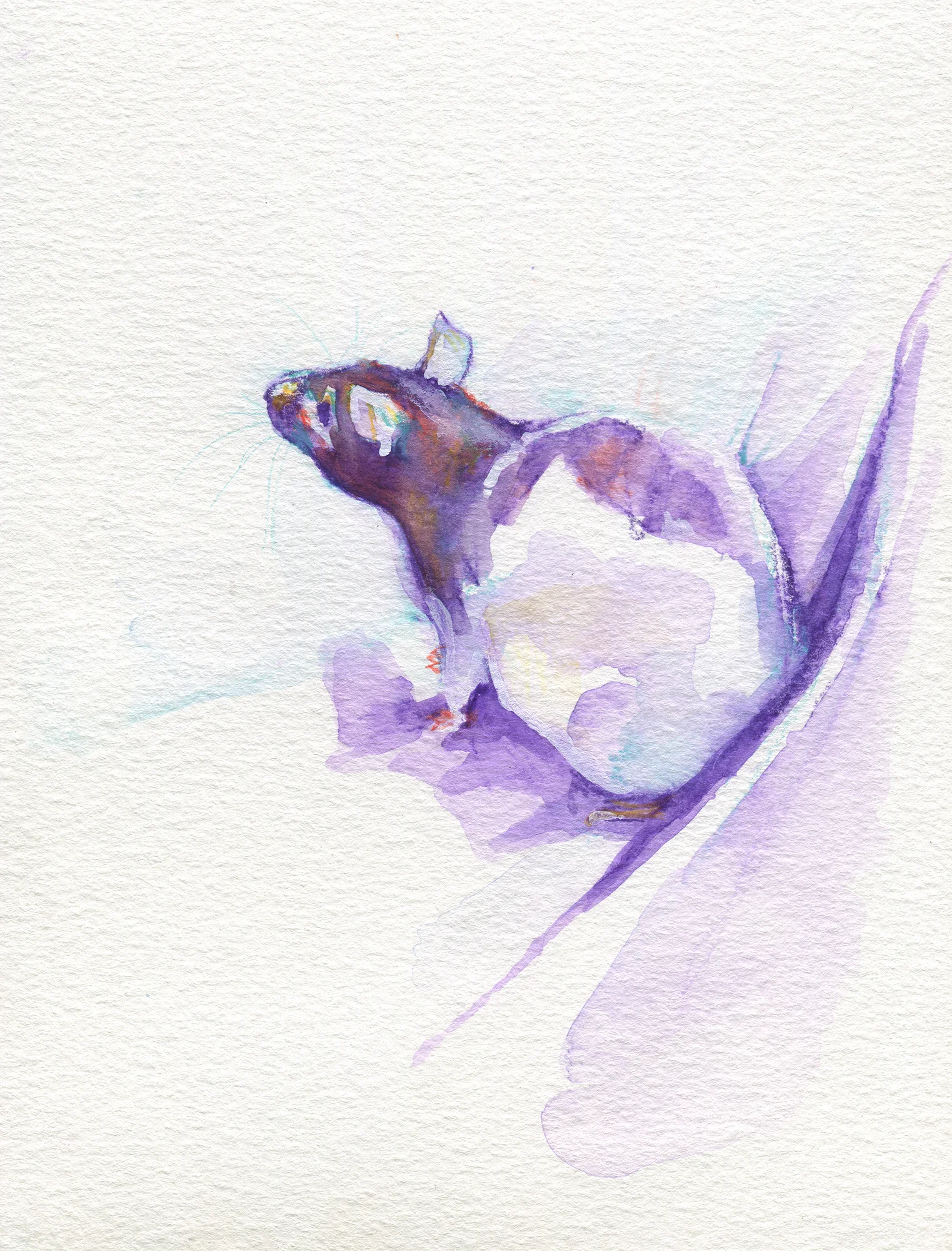 The100RatProject 028/100