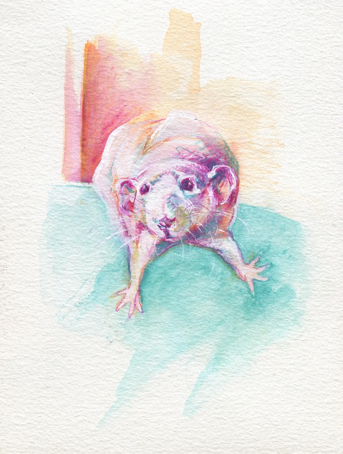 The100RatProject 030/100