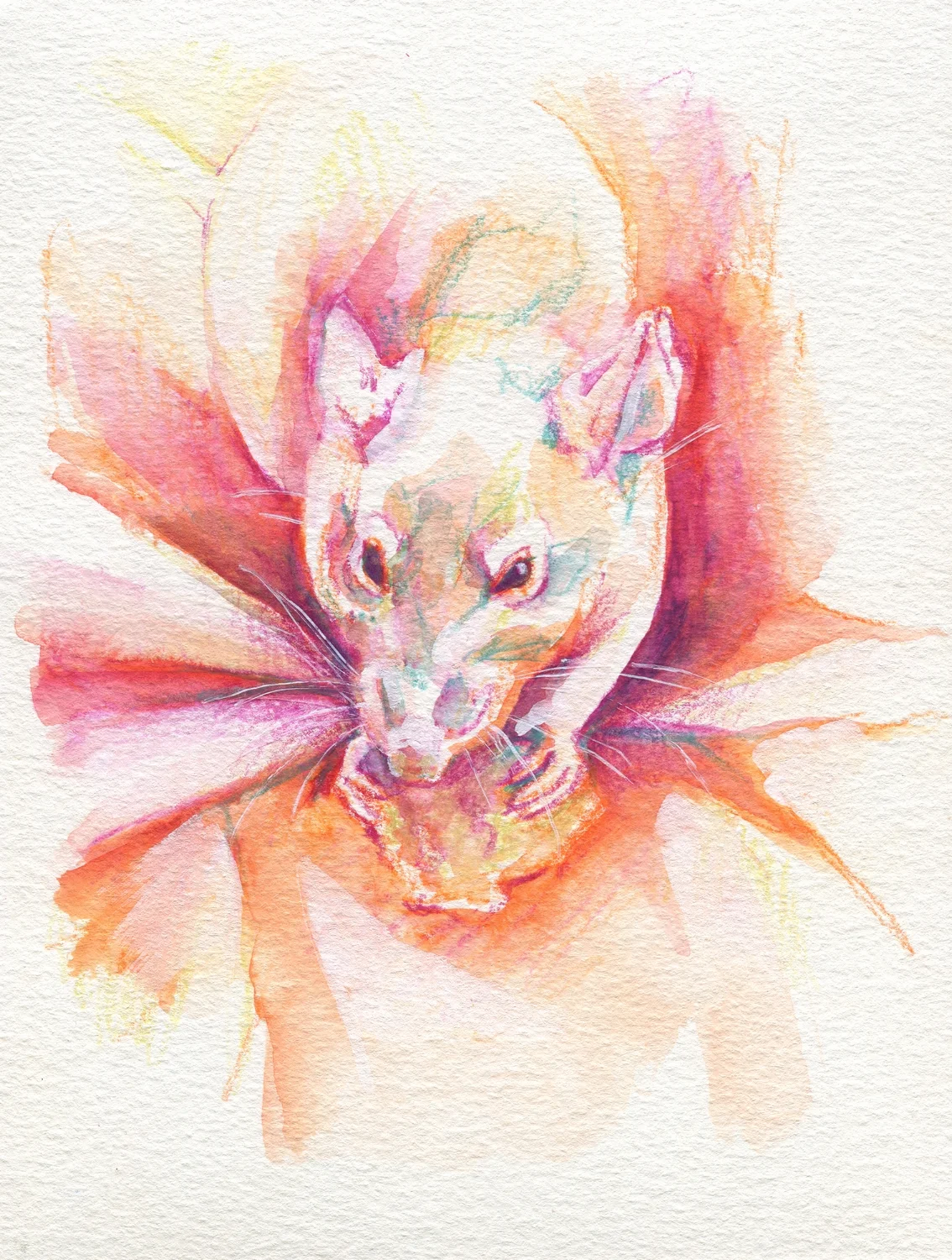 The100RatProject 031/100