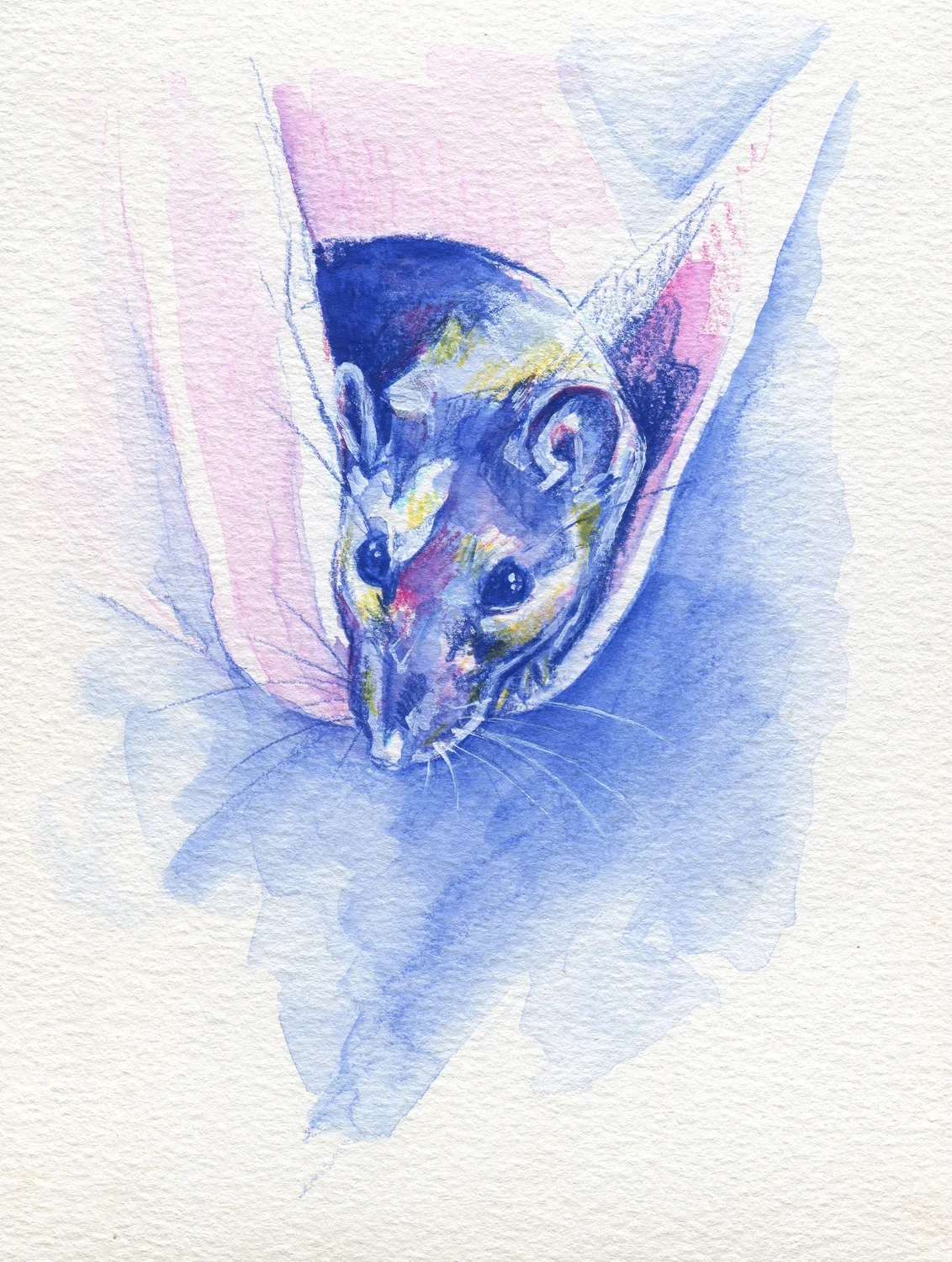 The100RatProject 034/100