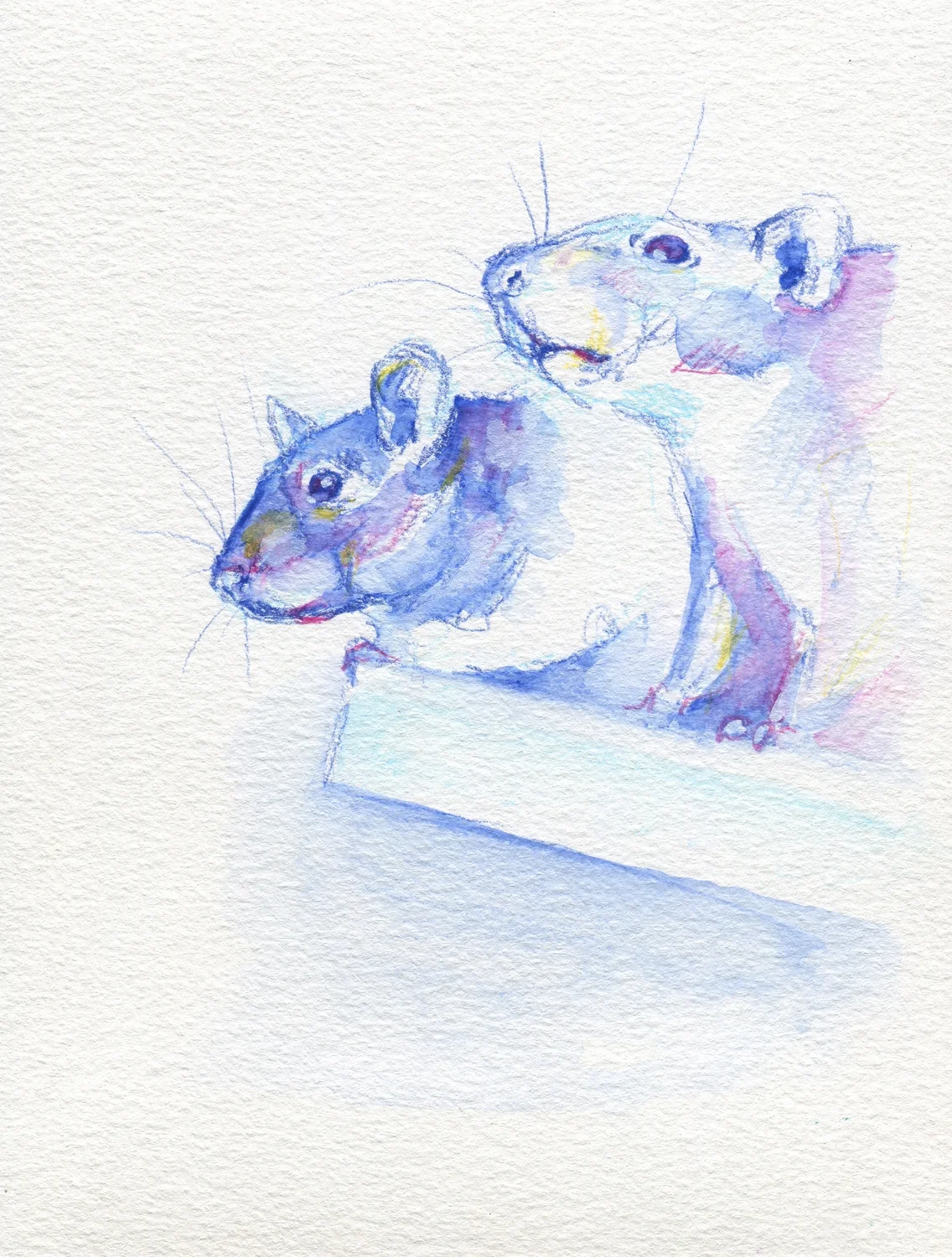 The100RatProject 036/100