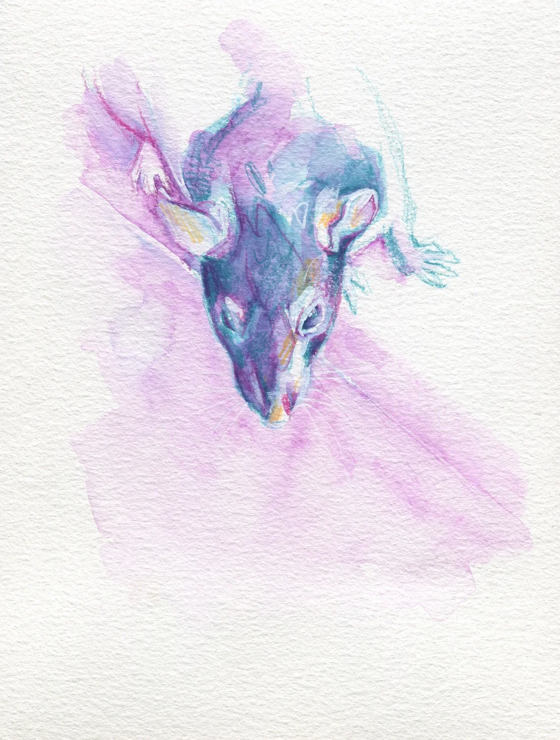 The100RatProject 038/100