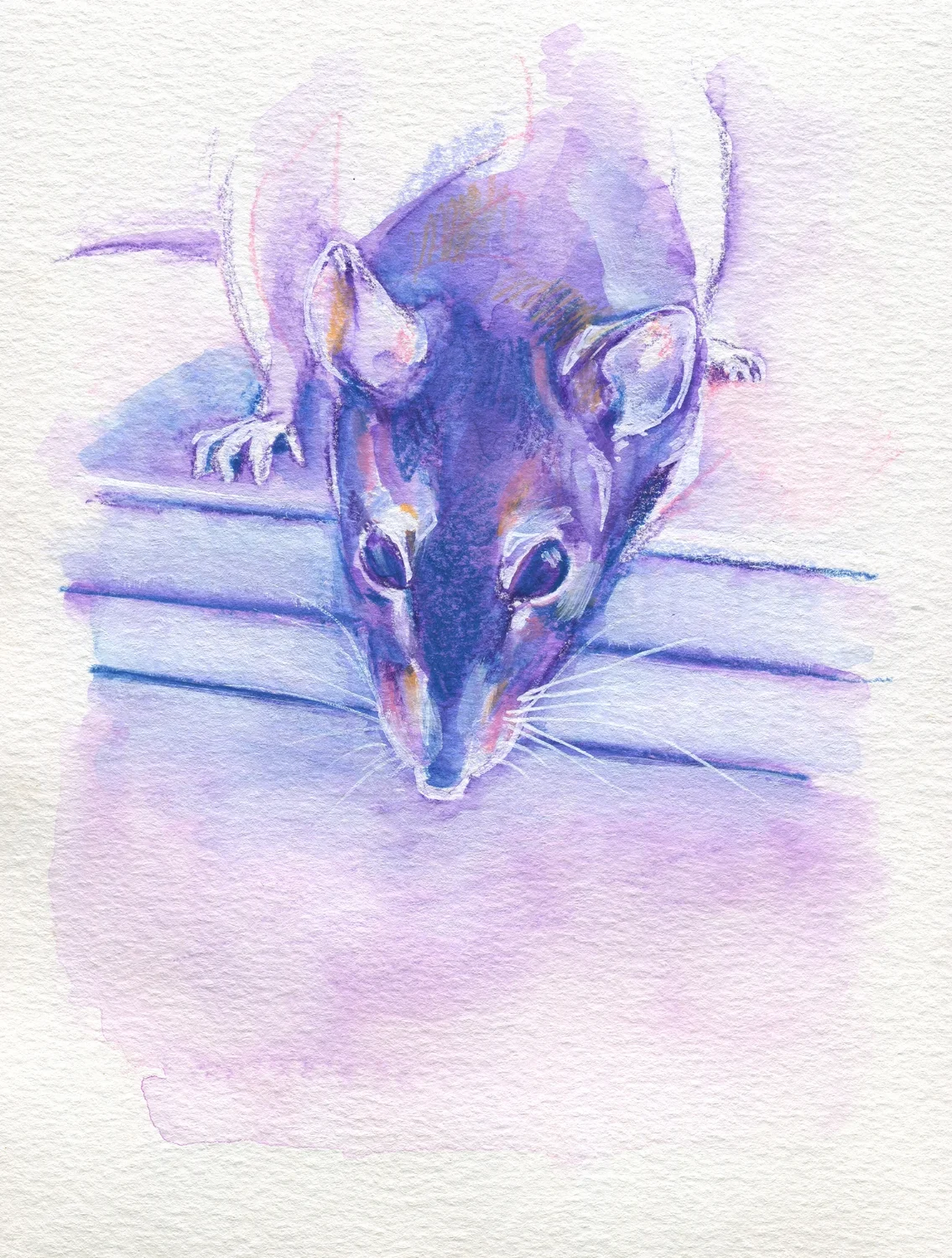 The100RatProject 039/100