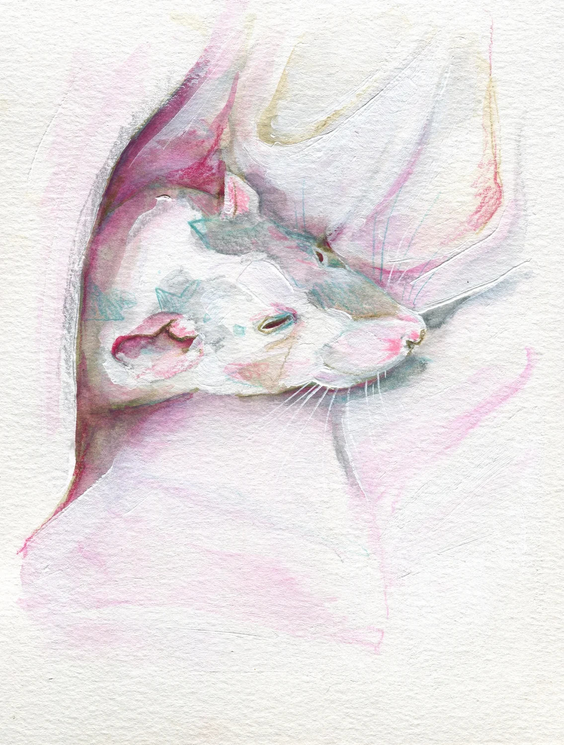 The100RatProject 042/100