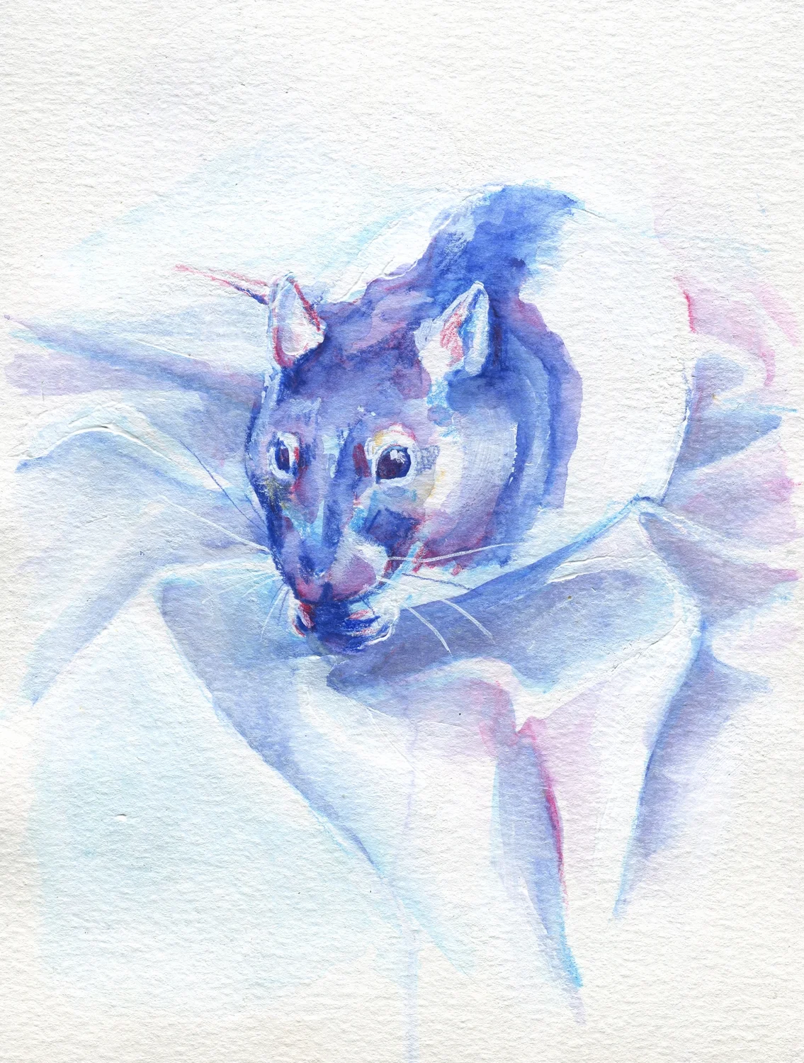 The100RatProject 050/100