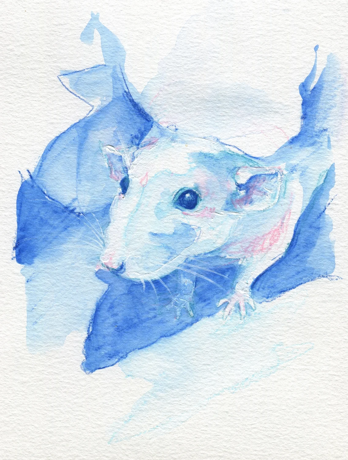 The100RatProject 056/100
