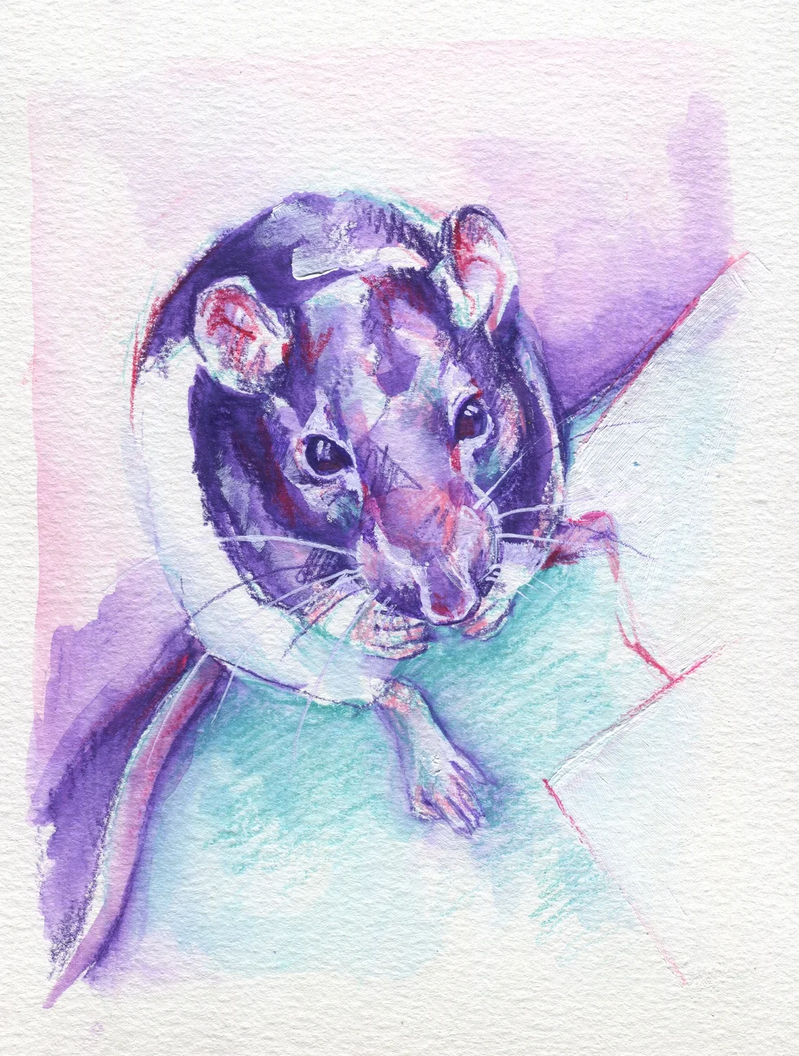 The100RatProject 061/100