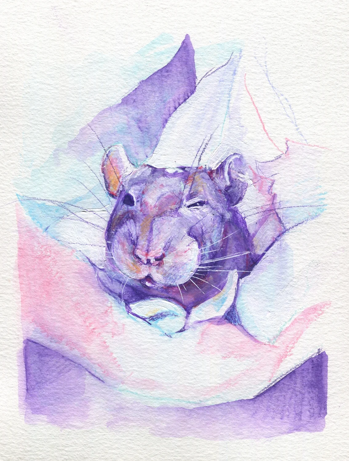 The100RatProject 067/100