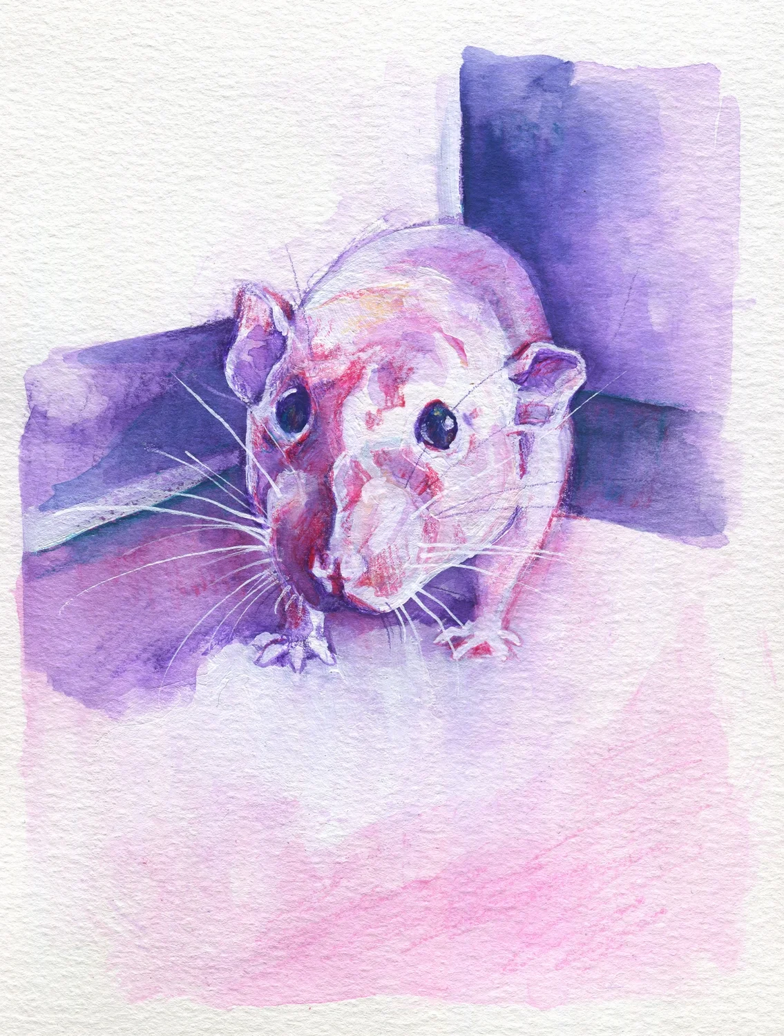 The100RatProject 069/100