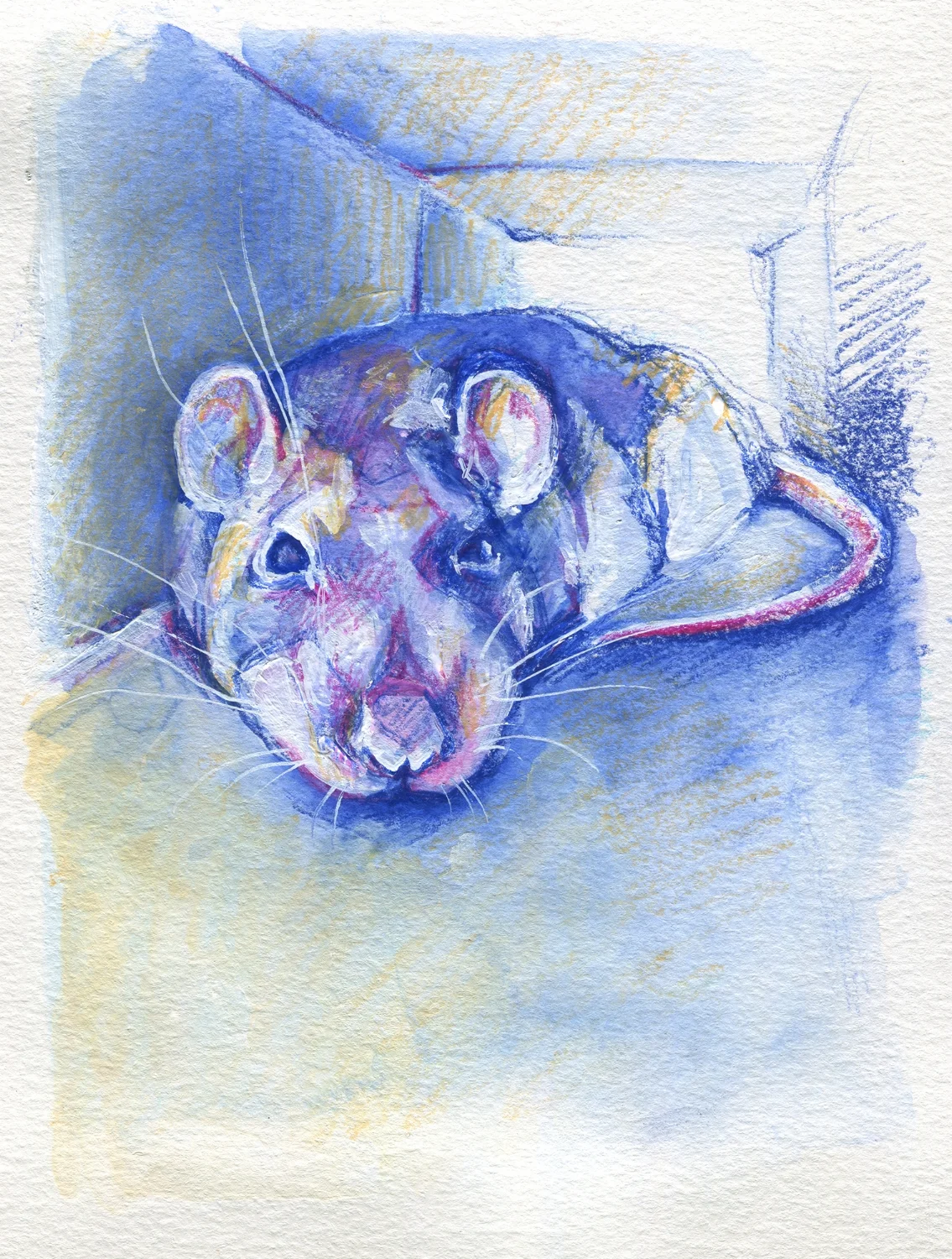 The100RatProject 073/100