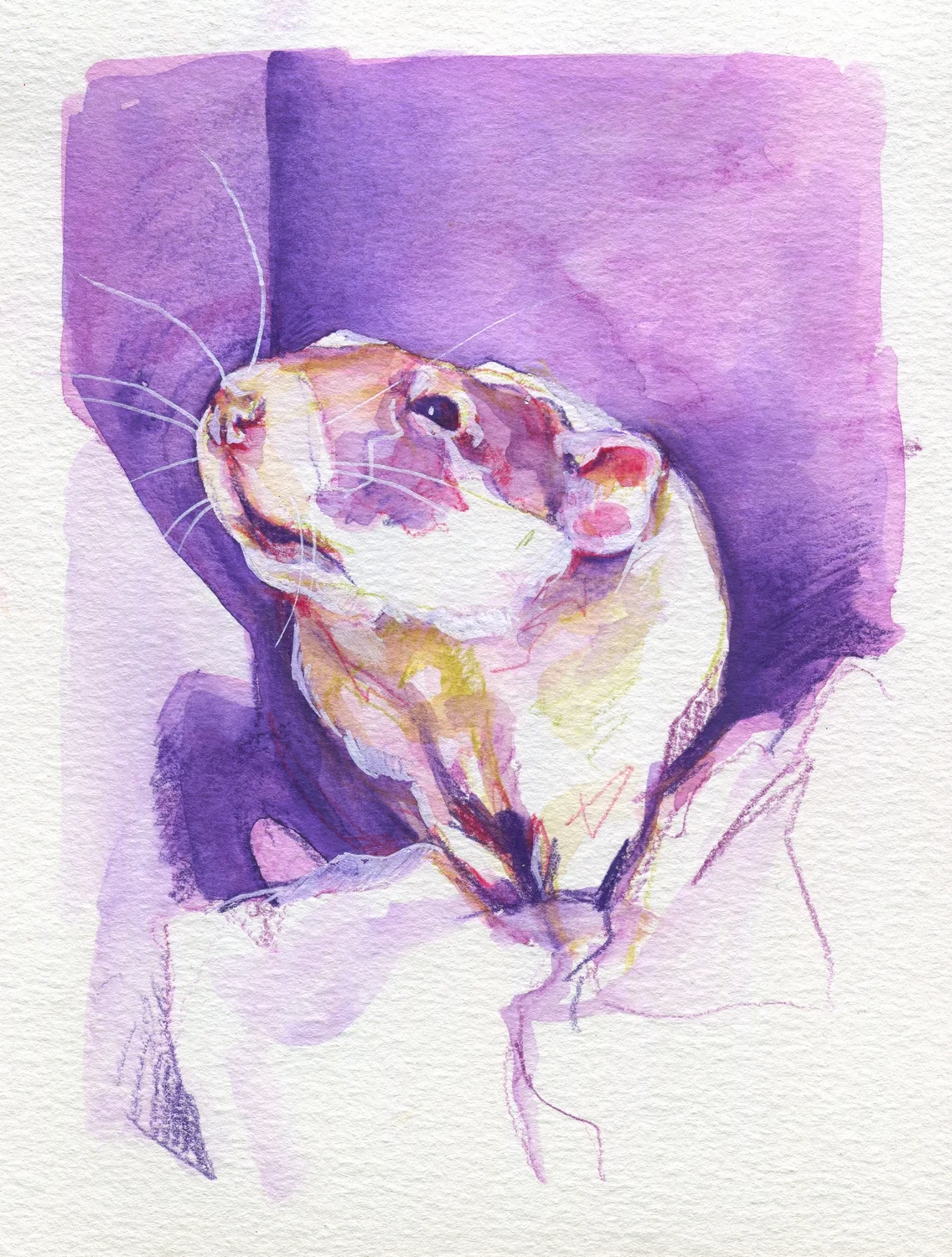 The100RatProject 081/100