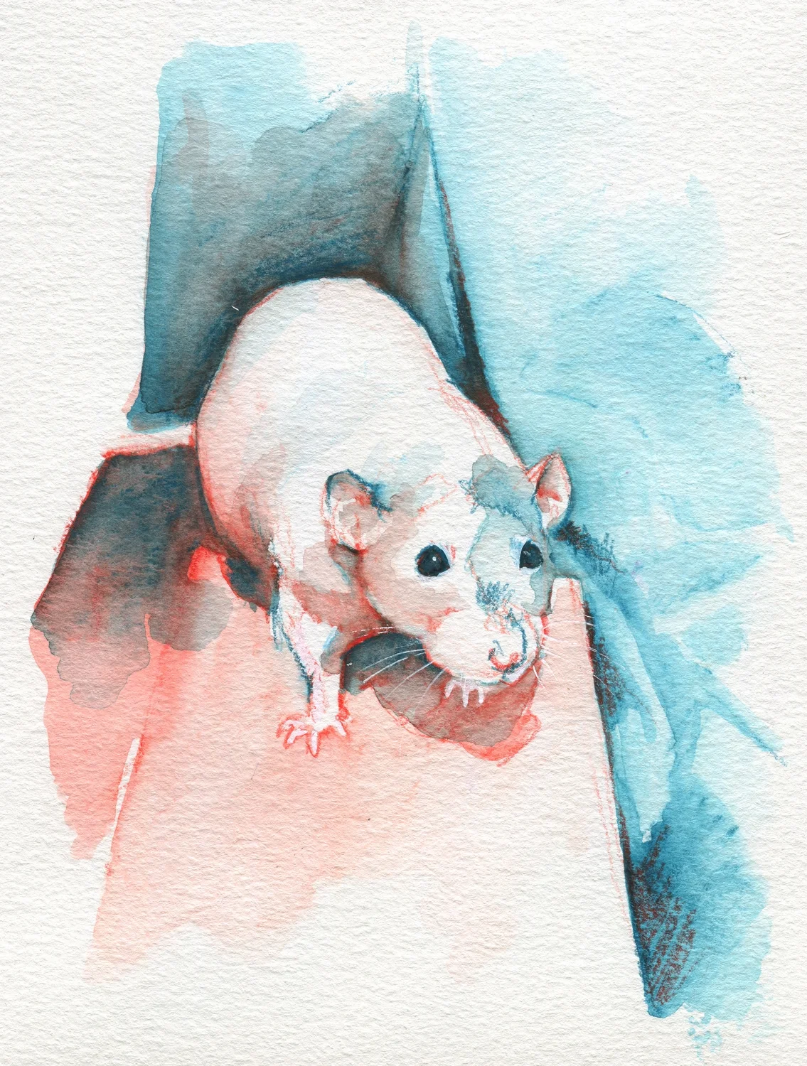 The100RatProject 087/100