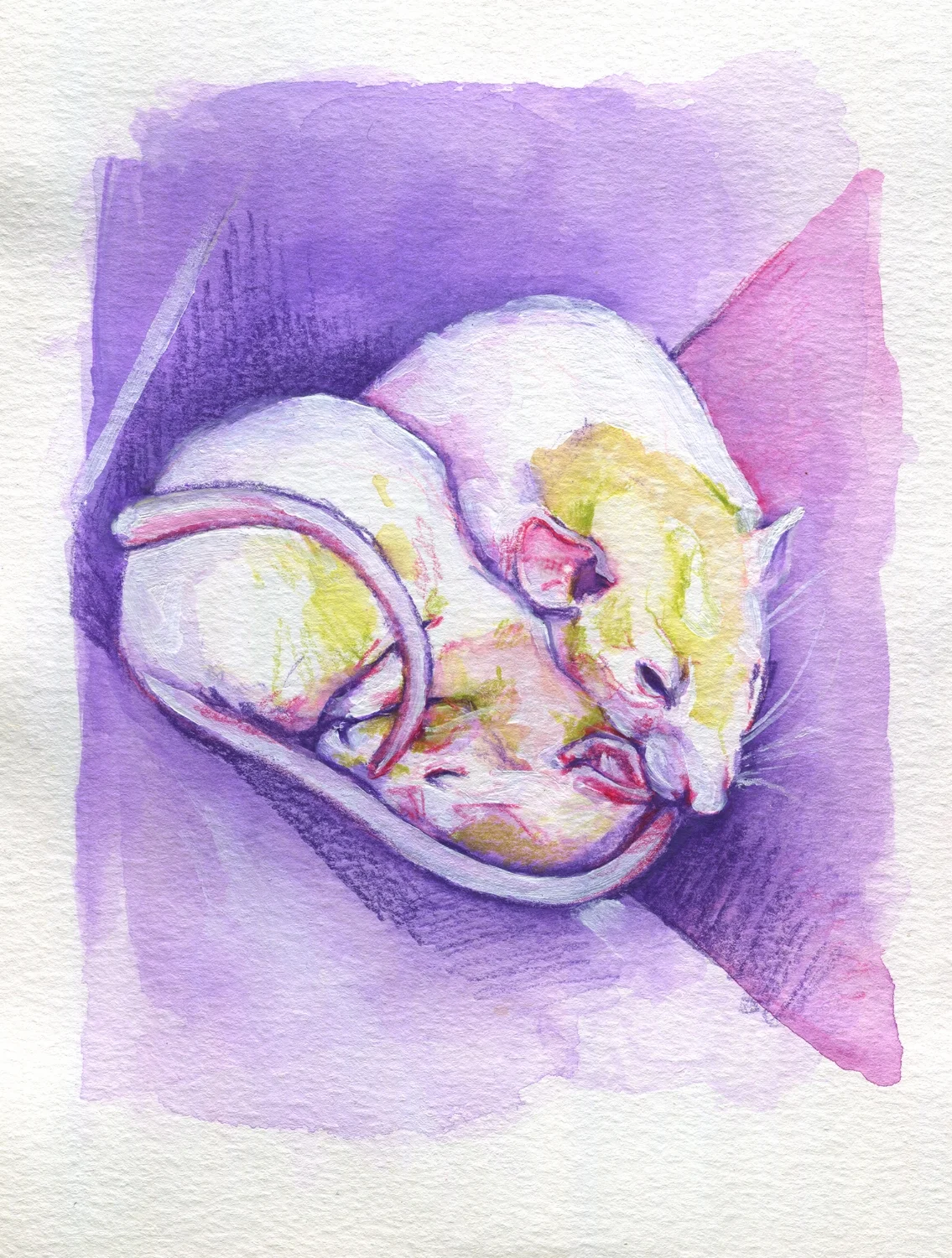 The100RatProject 095/100