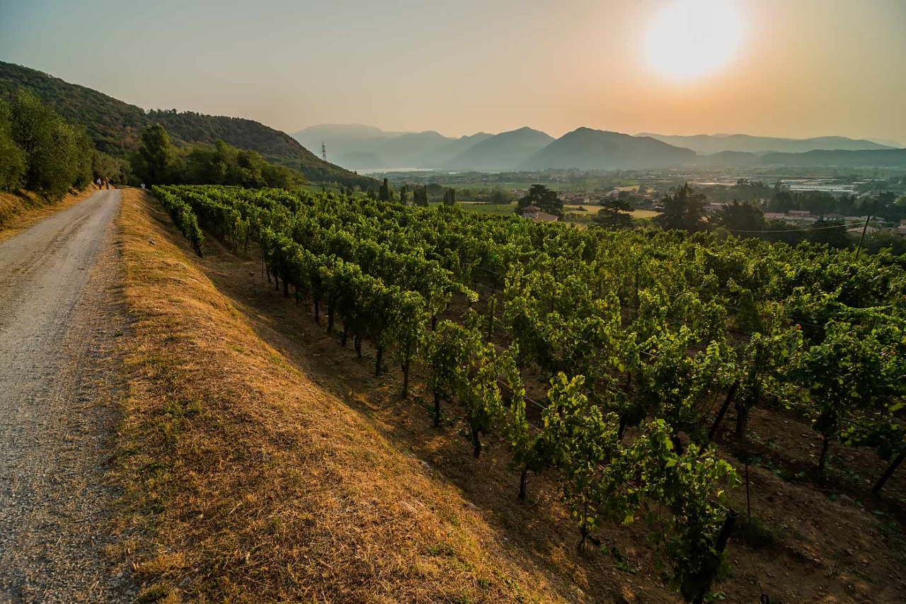 albereta-franciacorta-landscape-wine-01.jpg