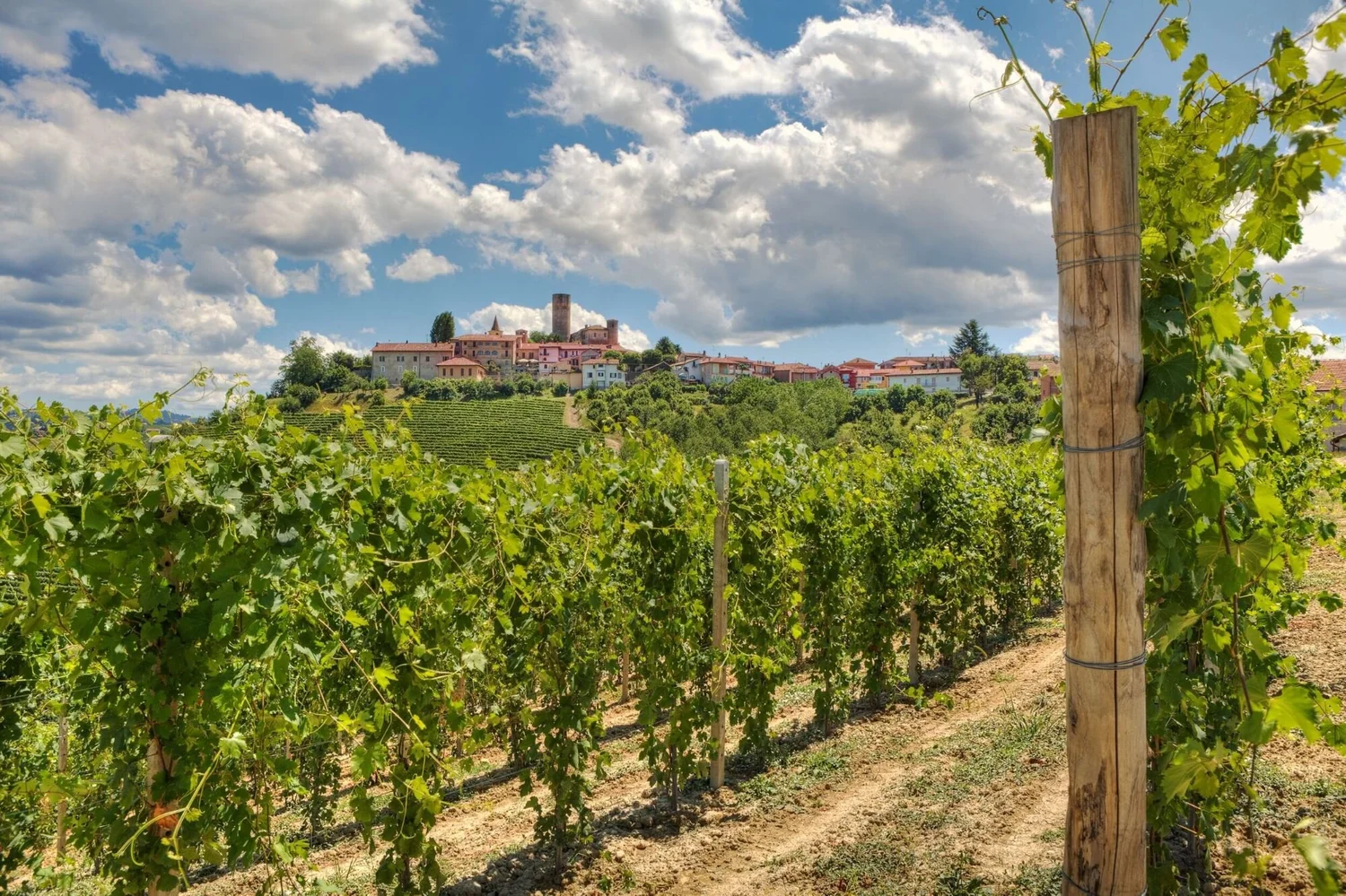 Vineyard landscape in northern Italy