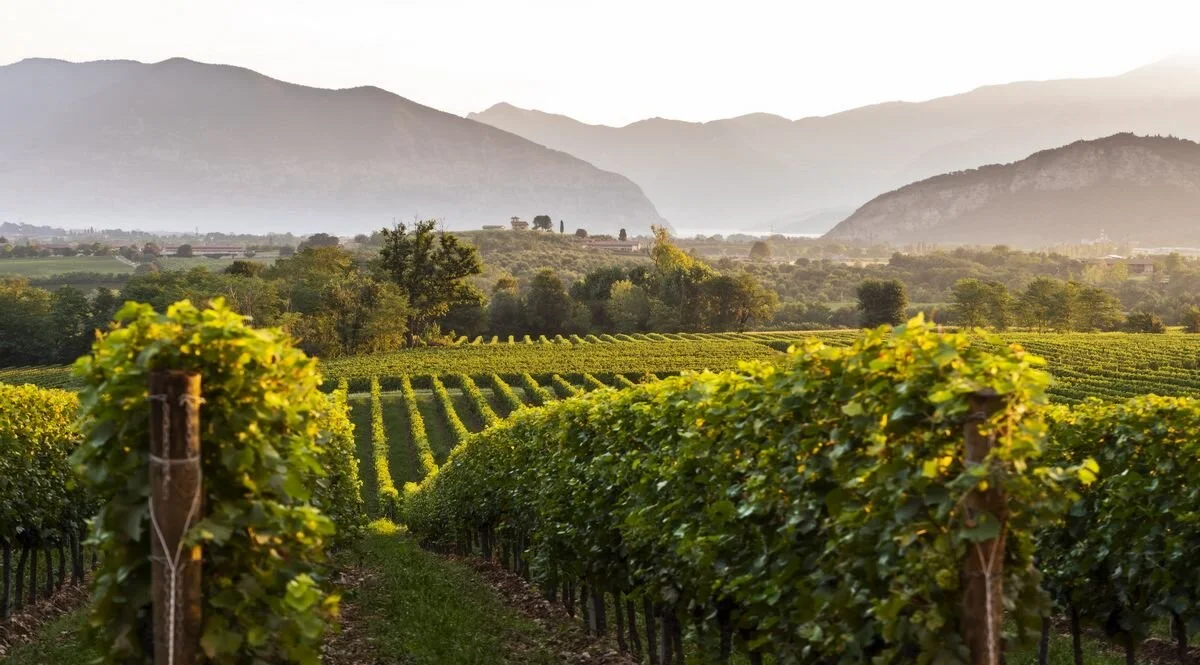 Franciacorta vineyards