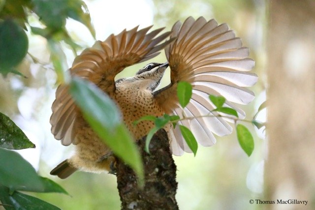 #1: Vogelperspektiven 