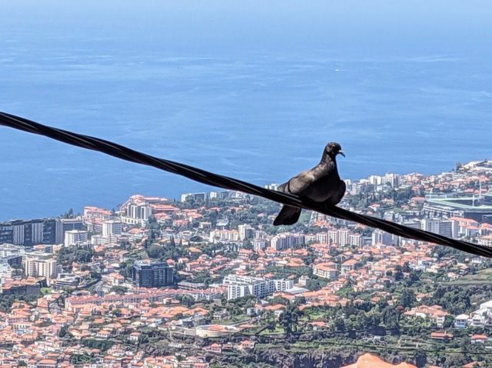 Vogelflug