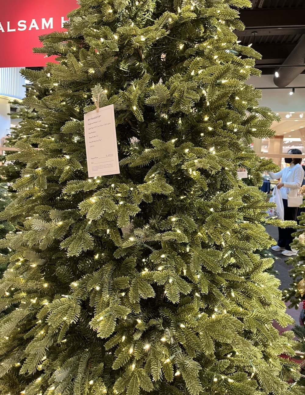 Fraser Fir