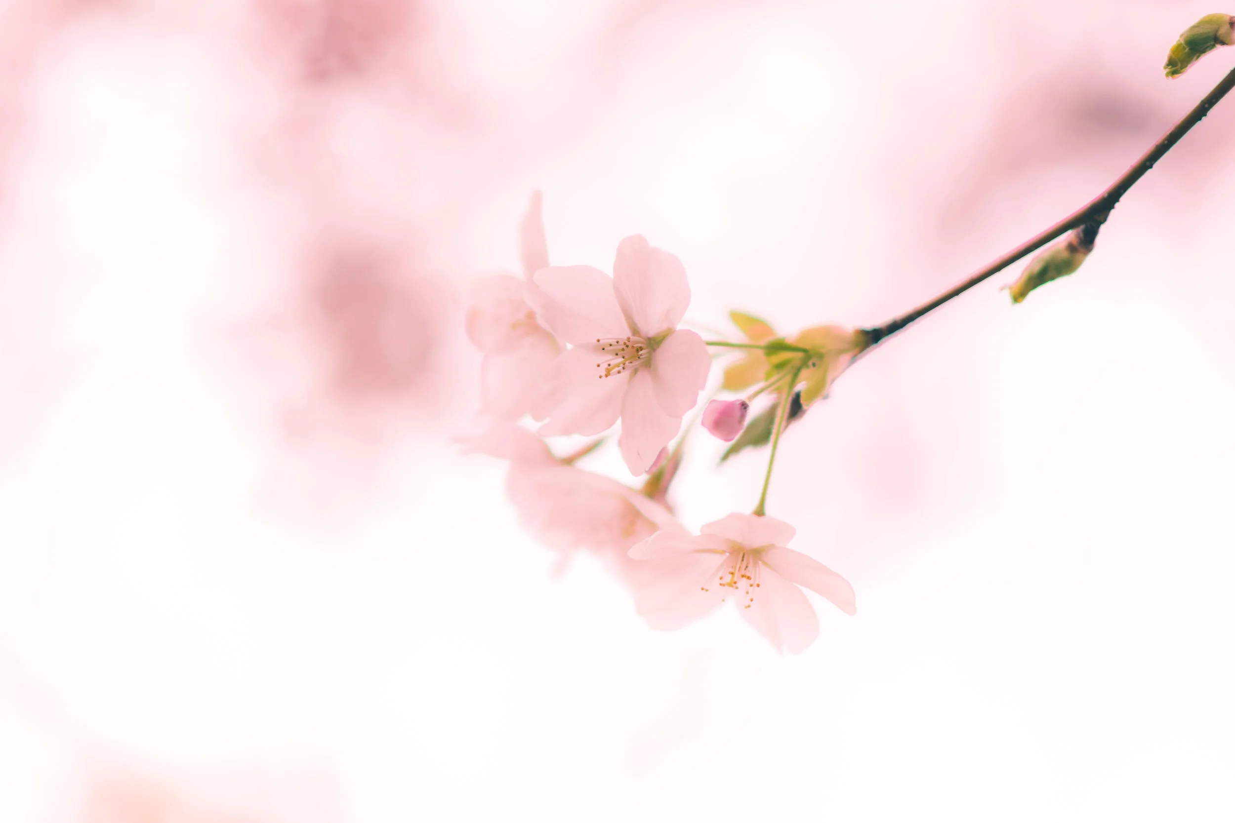 Kabupaten Berlomba Membangun BUMDes