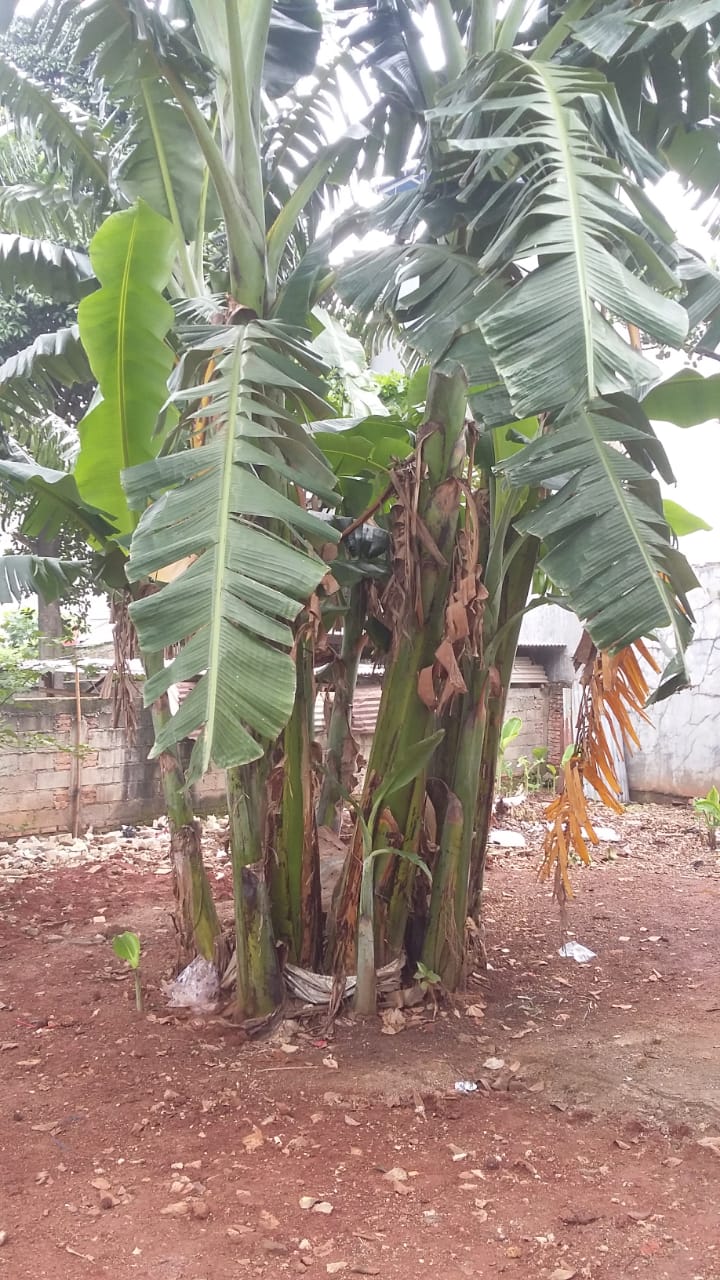 Harga daun pisang di luar negeri