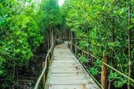 PKK Desa Durian Kelola Hutan Mangrove Jadi Destinasi Wisata