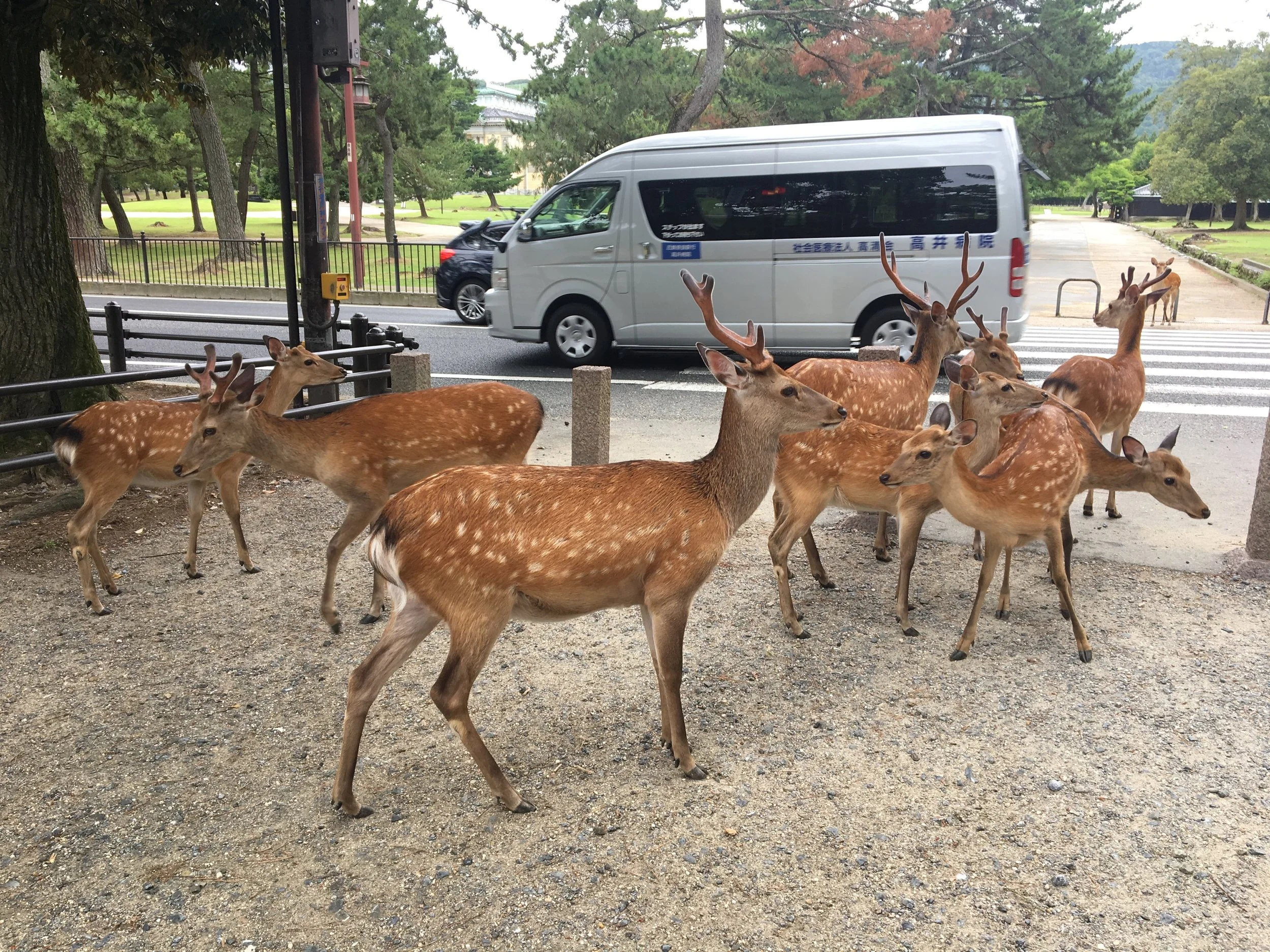 Nara 