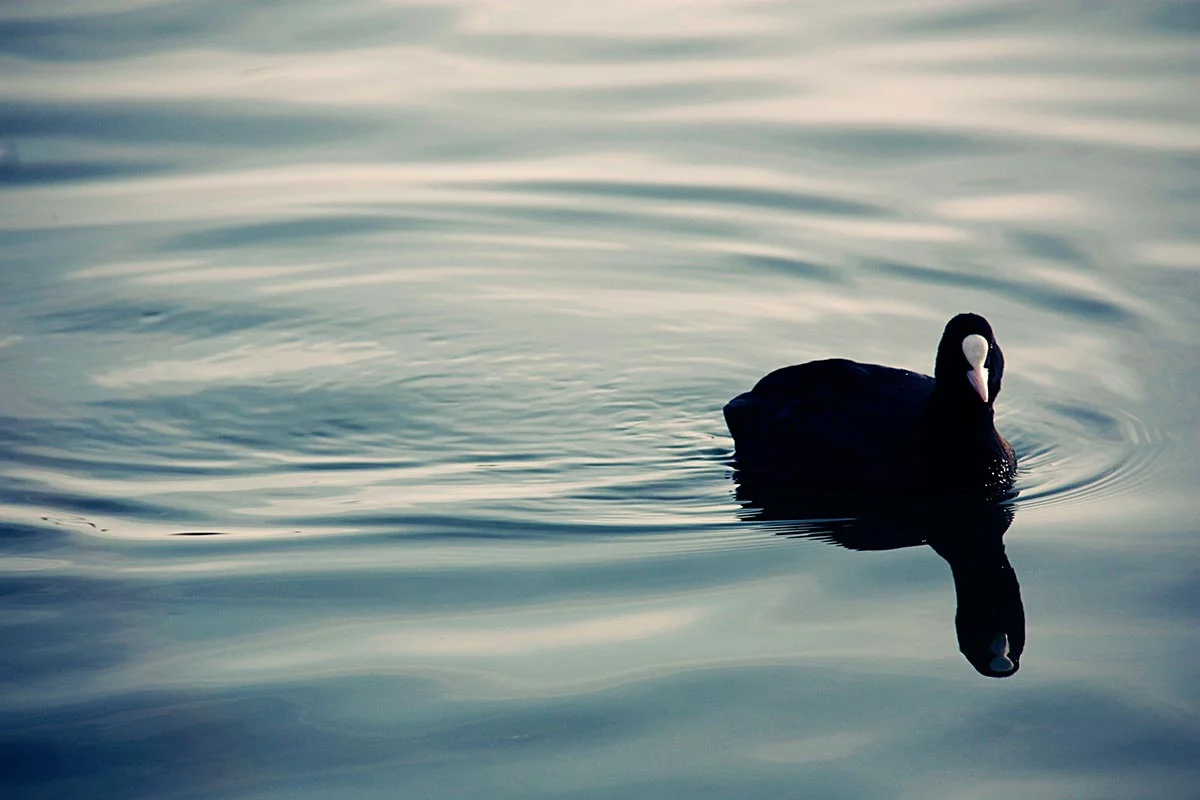 ente.jpg