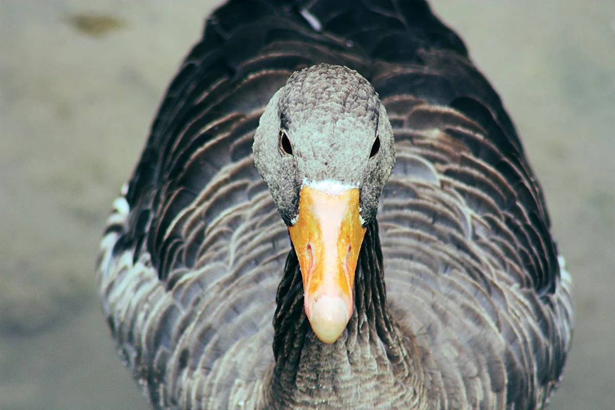 ente2.jpg