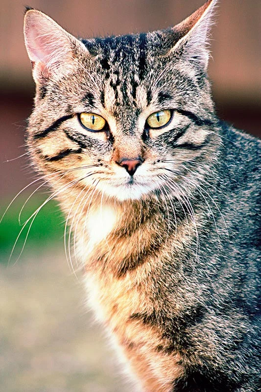 katze1.jpg