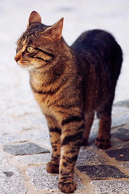 katze2.jpg