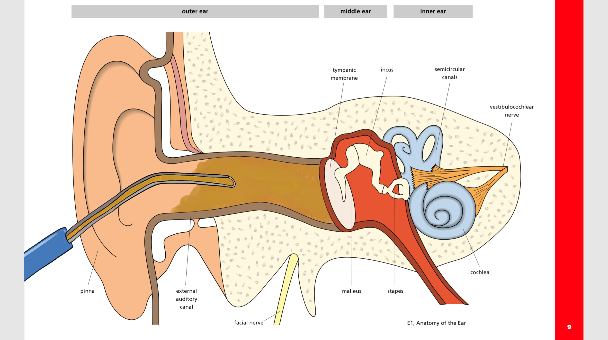 Microscopic Examination And Procedures Of The Ear — Ent4kids