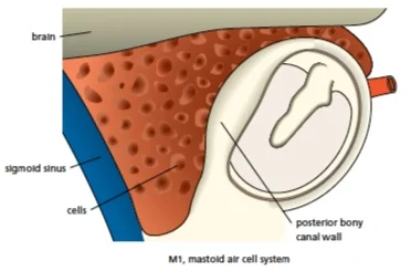 mastoid+anatomy.jpg