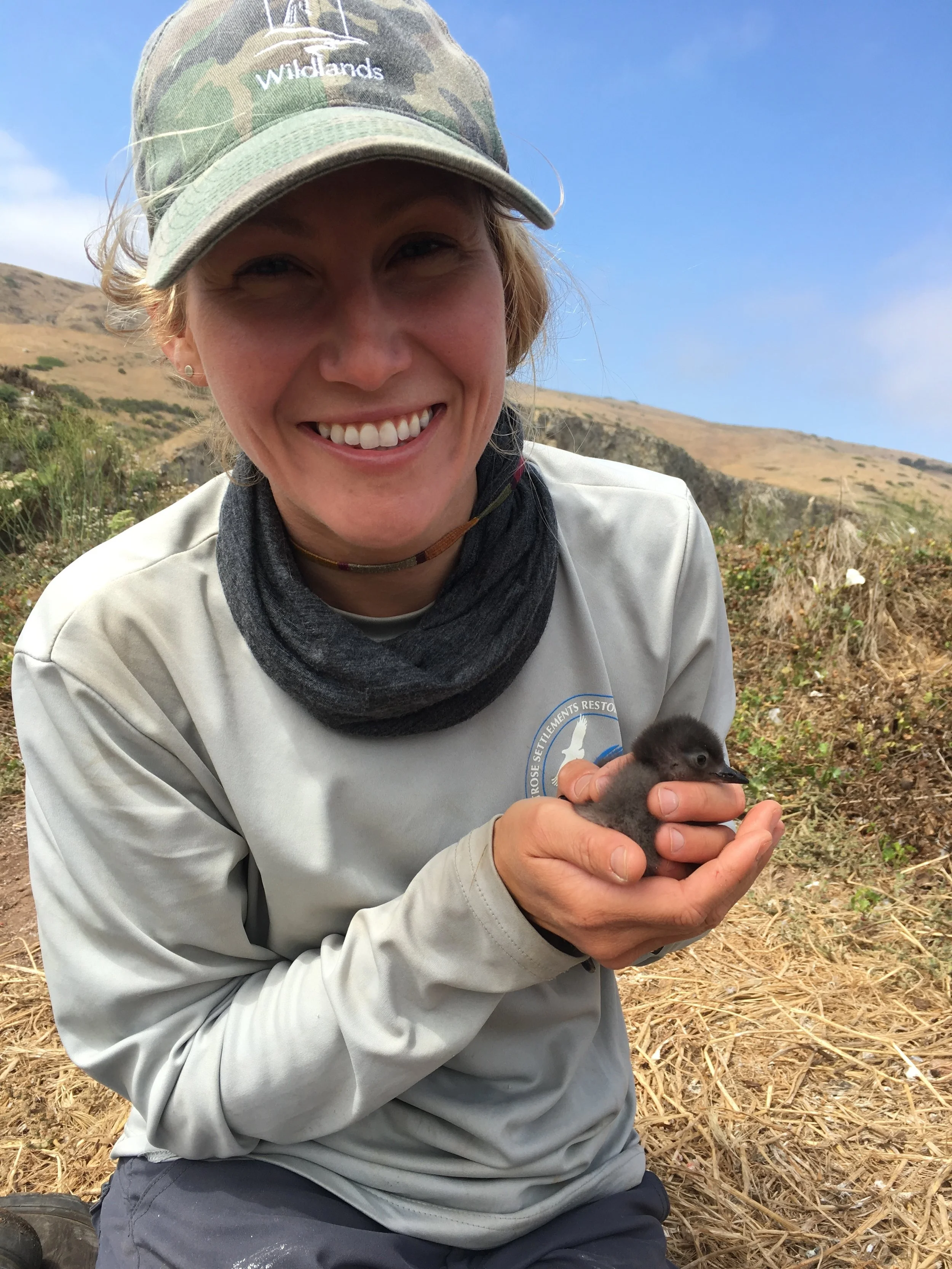Tracking morphometrics on a Cassin’s auklet (Ptychoramphus aleuticus) chick on Scorpion Rock, Santa Cruz Island, Channel Islands National Park.