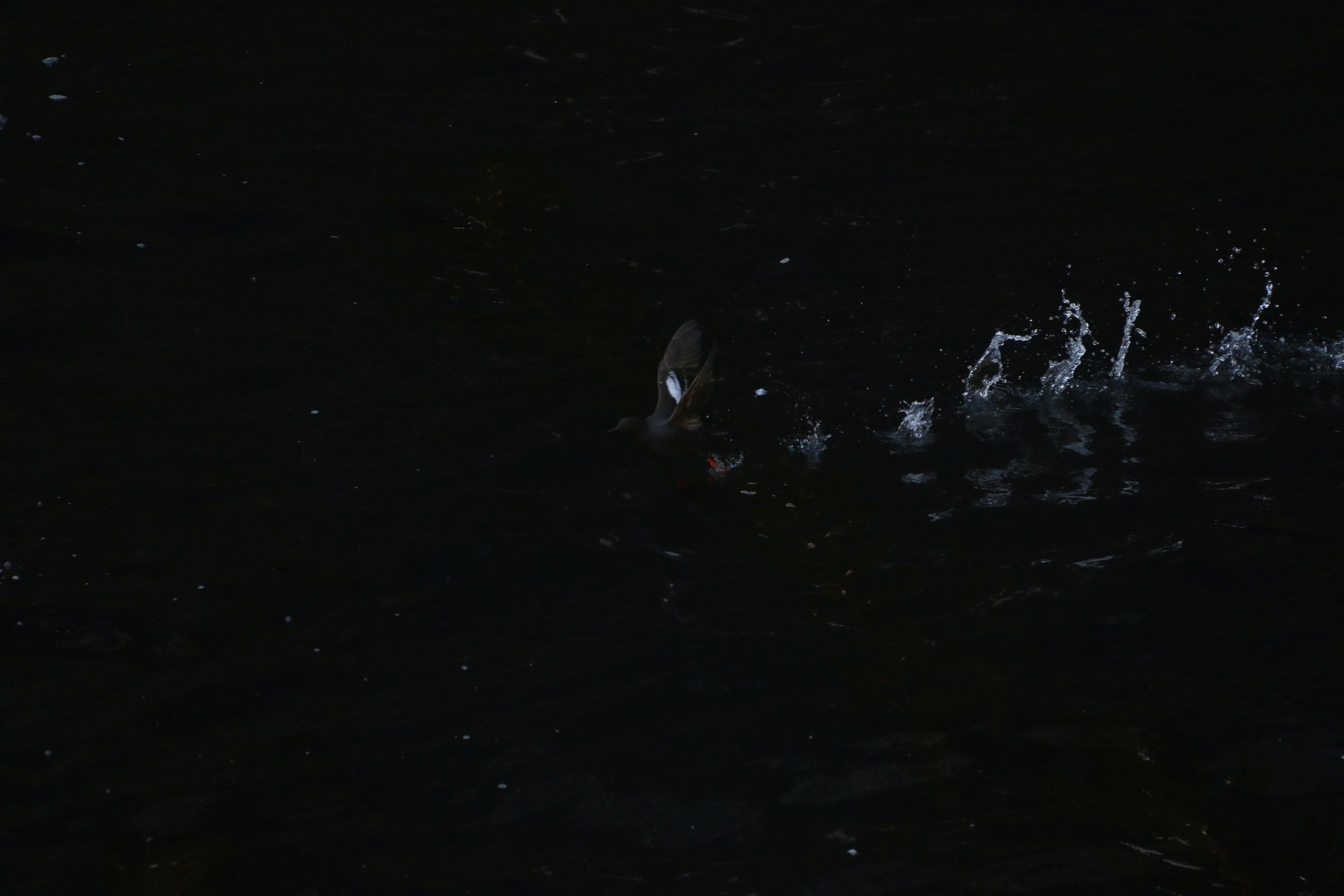 Pigeon guillemot taking off in Landing Cove, Anacapa Island