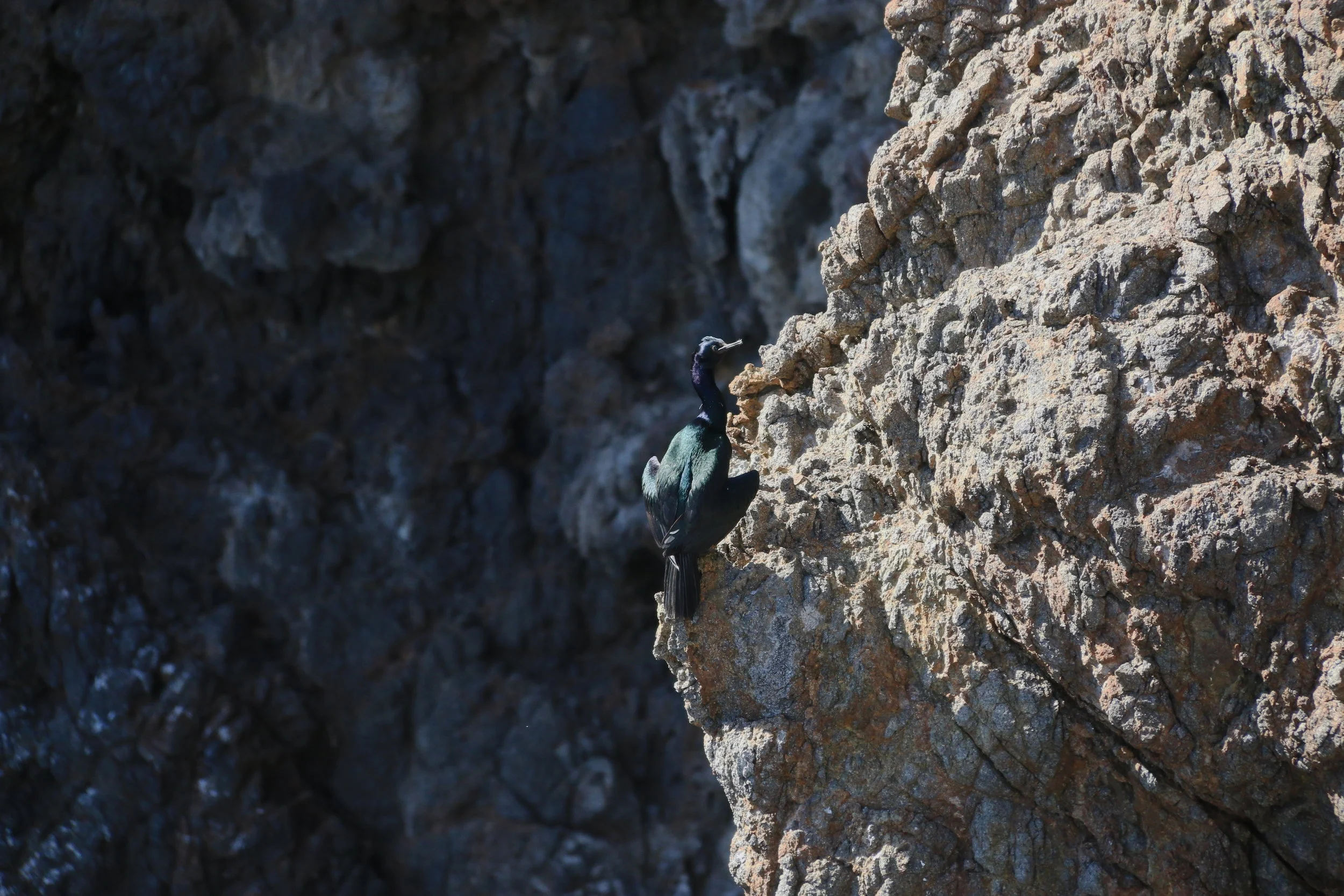 Pelagic cormorant in Landing Cove, Anacapa Island
