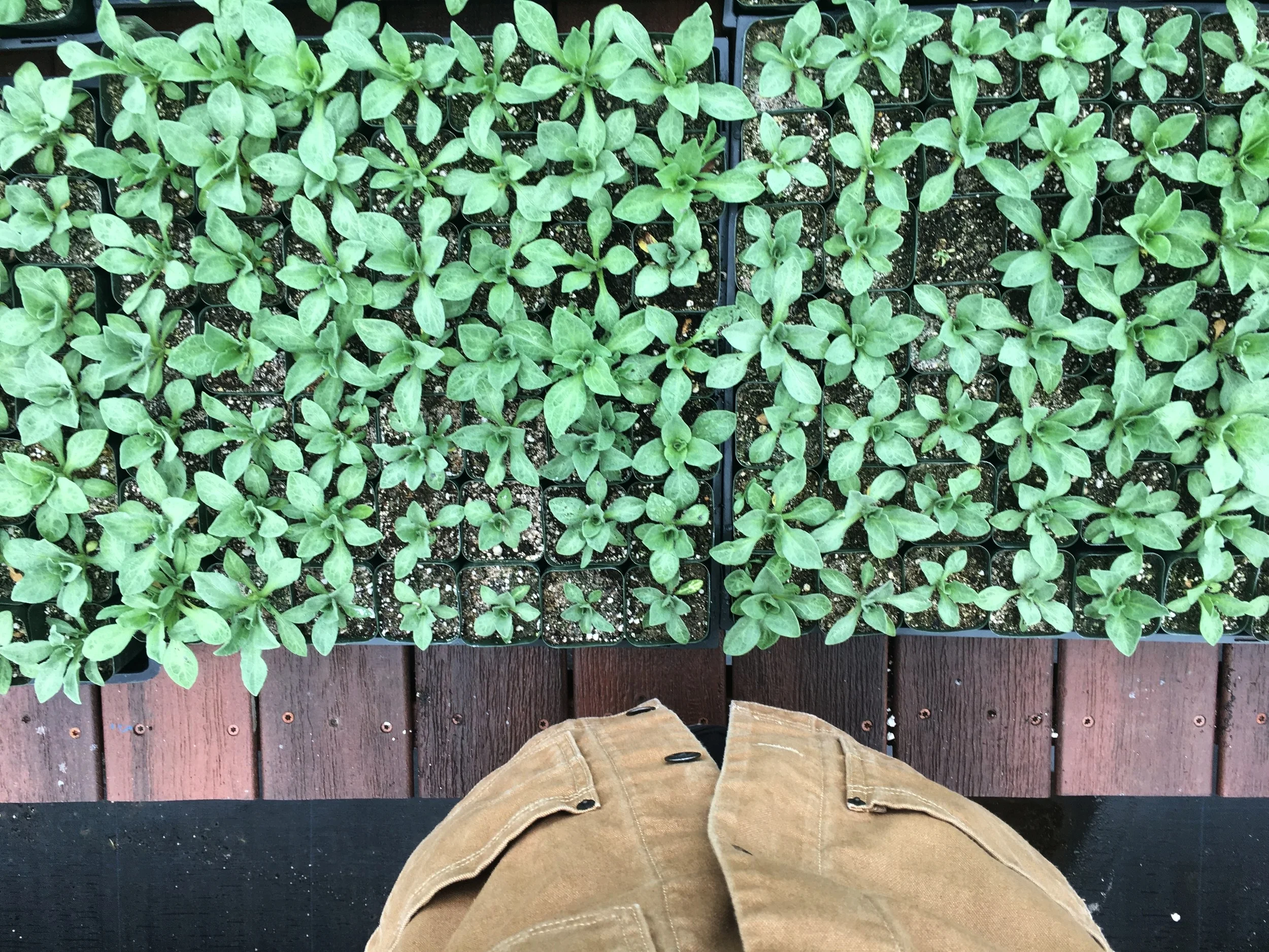 Seaside daisy (Erigeron glaucus) seedlings in East Anacapa Island nursery