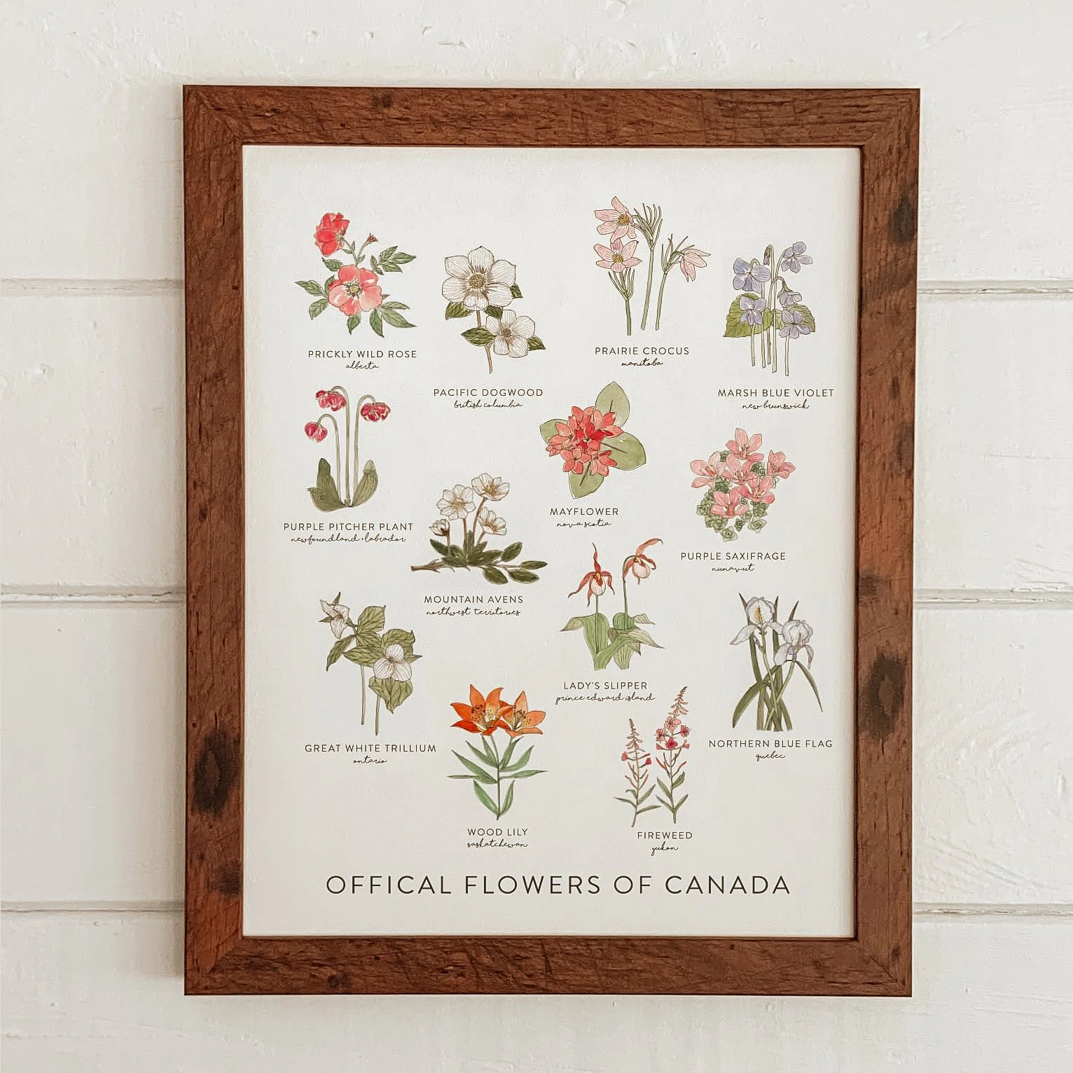 A framed poster displaying illustrations and names of official flowers of Canada, including Prickly Wild Rose, Prairie Crocus, Marsh Blue Violet, Purple Pitcher Plant, Mayflower, Mountain Avens, Lady's Slipper, Great White Trillium, Wood Lily, Firewe