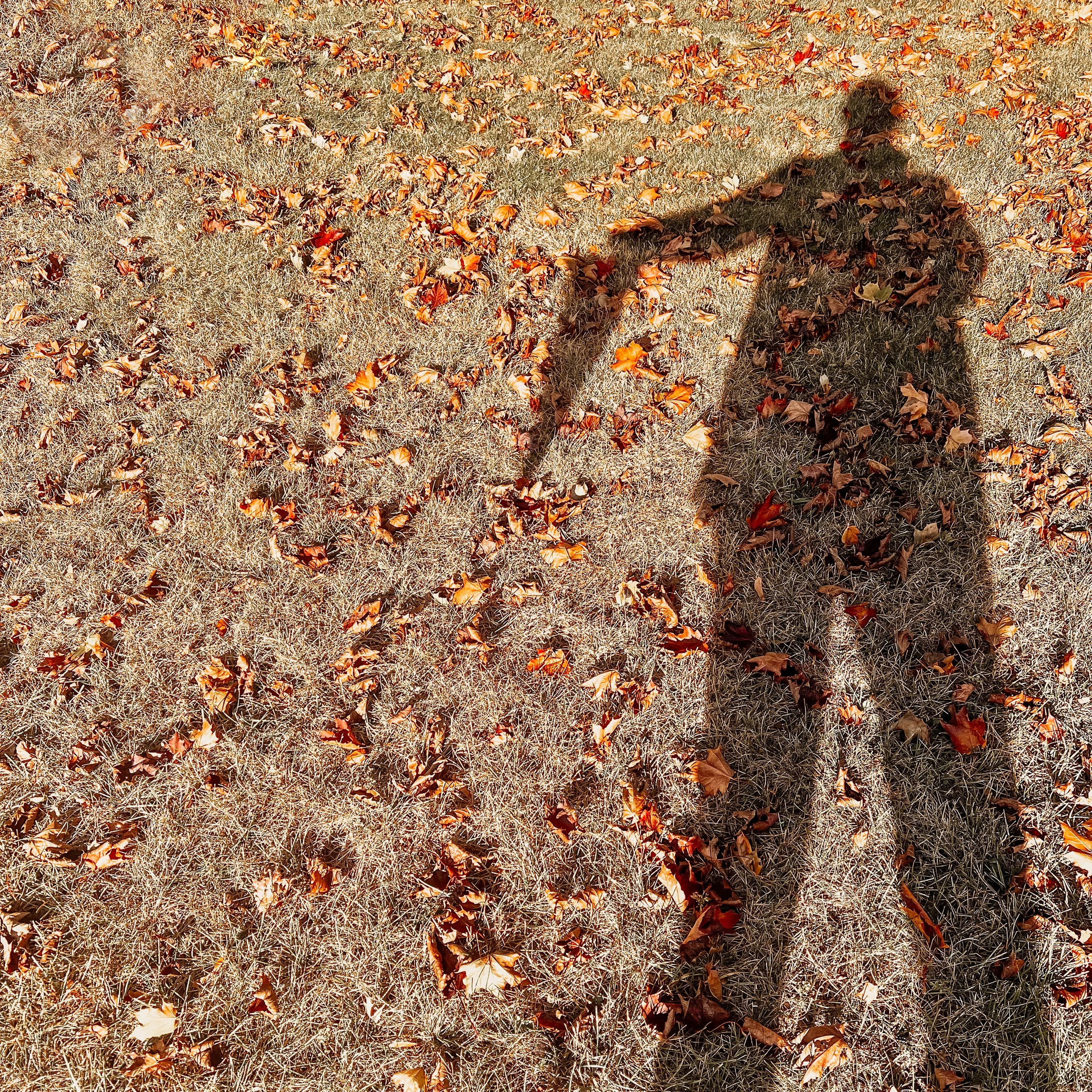 Shadow of person taking a photo on a patch of grass with fallen autumn leaves.