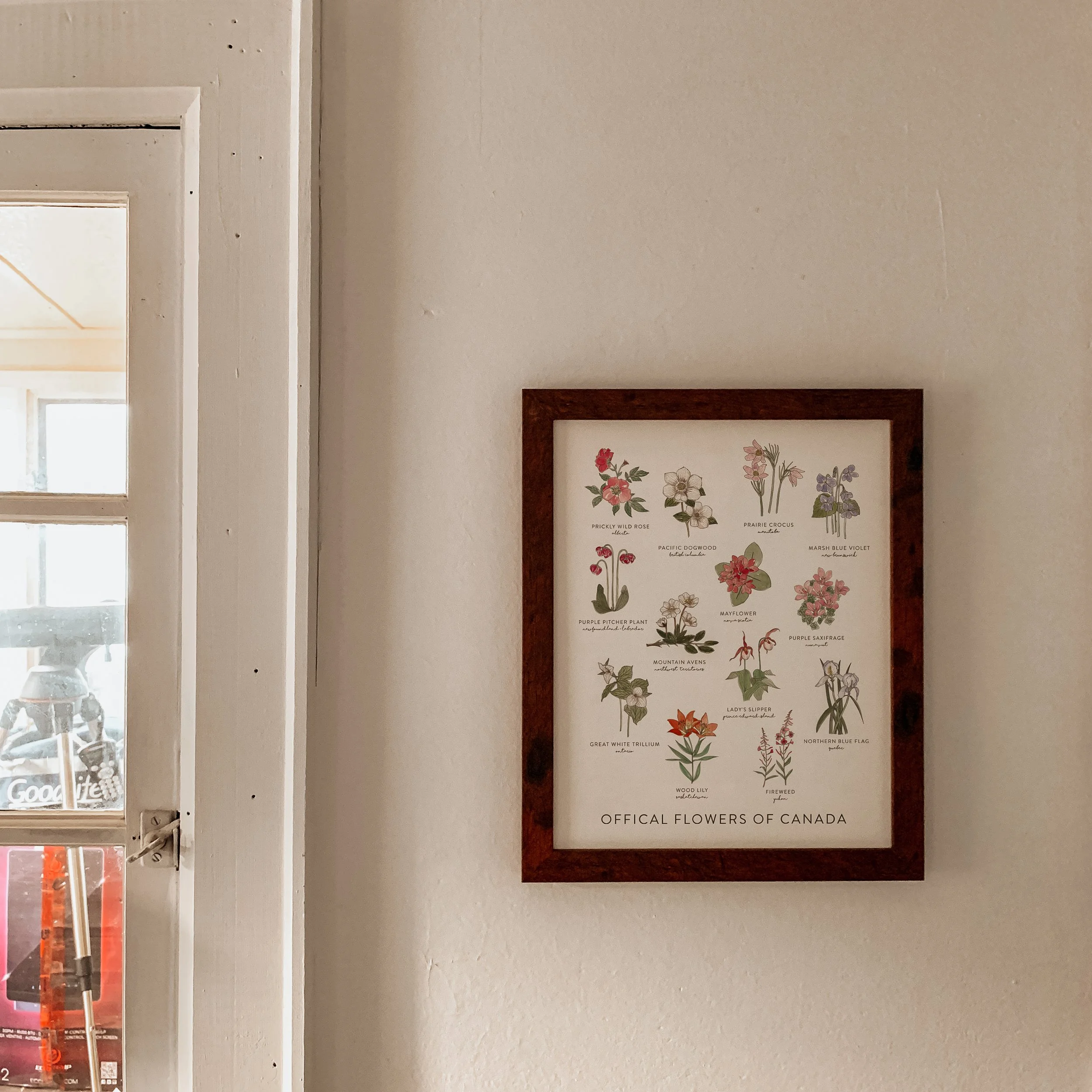 A framed botanical poster titled 'Official Flowers of Canada' featuring illustrations of various flowers with their names underneath.