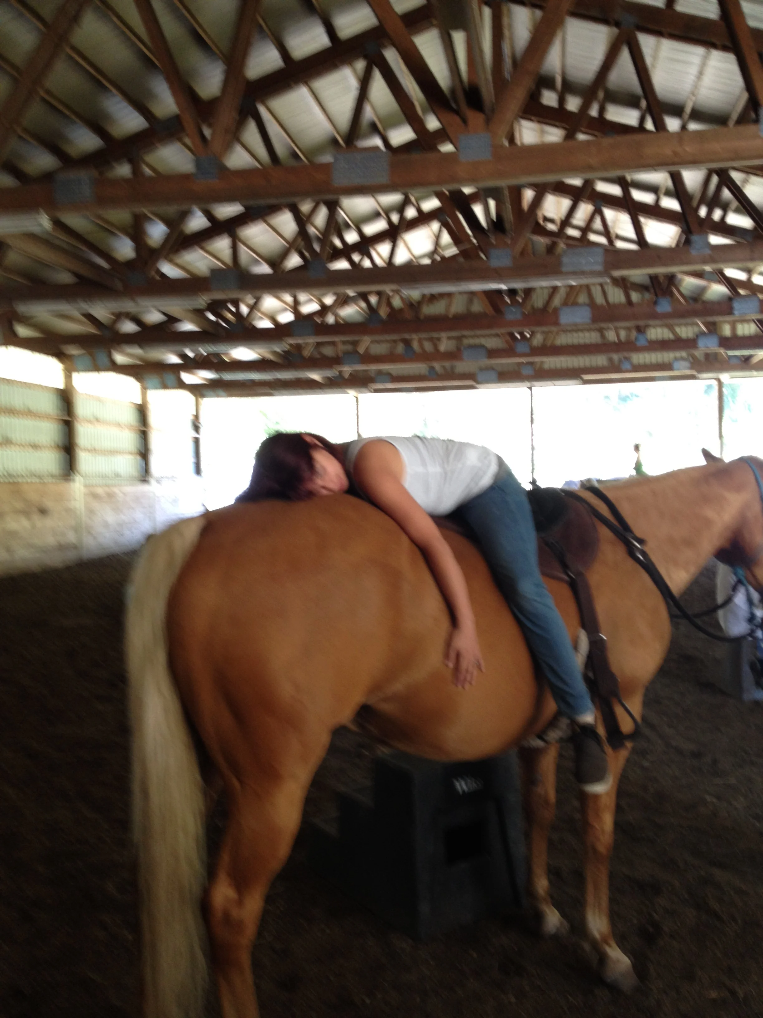 sensory horse.jpg