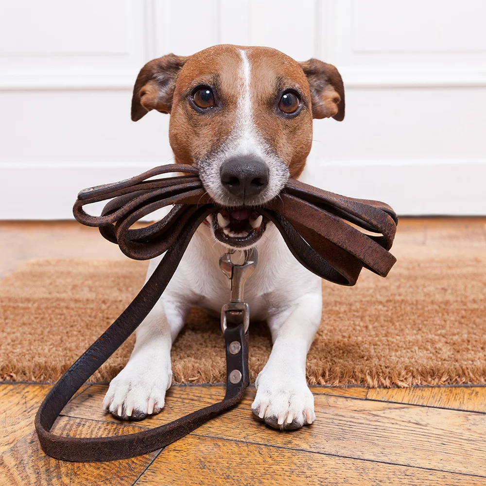 shutterstock_164733143_dogwalking.jpg